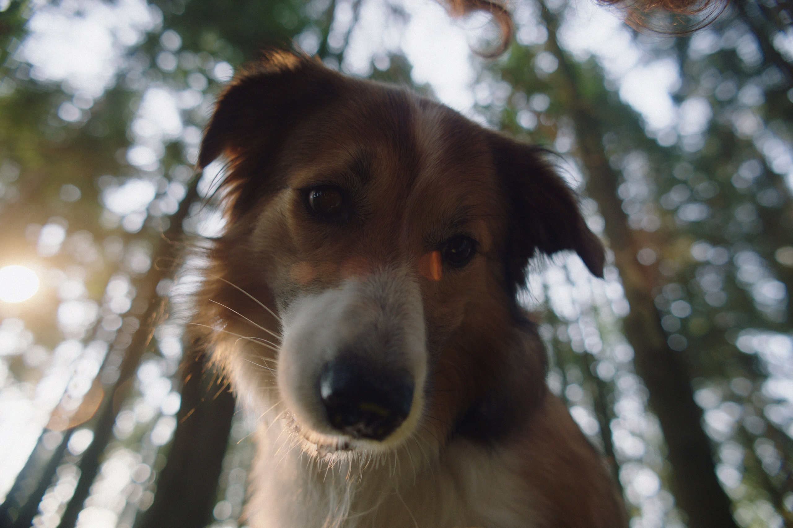 Туман (short film). Colorist Ivan Serzhanov