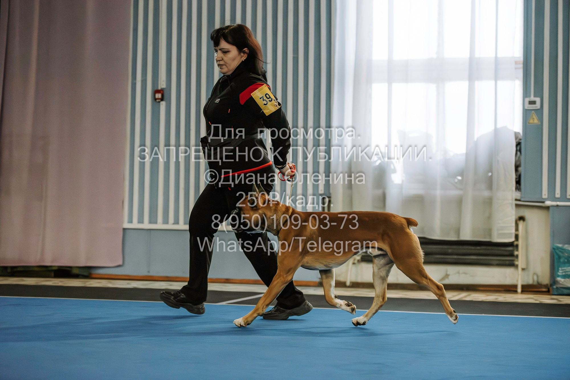 Выставка собак Красноярск 29.10.2023. Фотограф Диана Оленина Красноярск / Братск