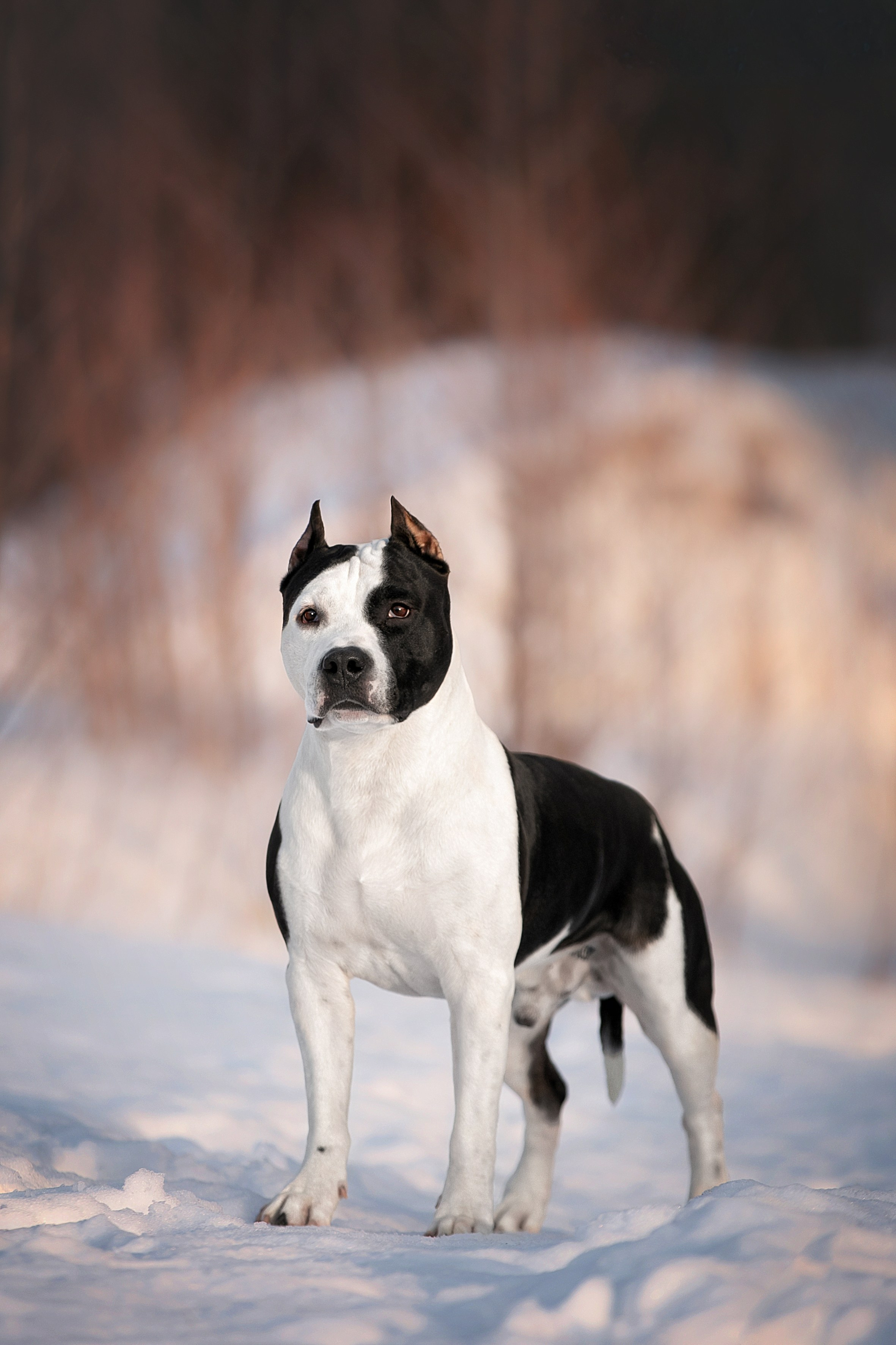 Портретная съемка. Фотограф-анималист в Санкт-Петербурге — Юлия Чайкина