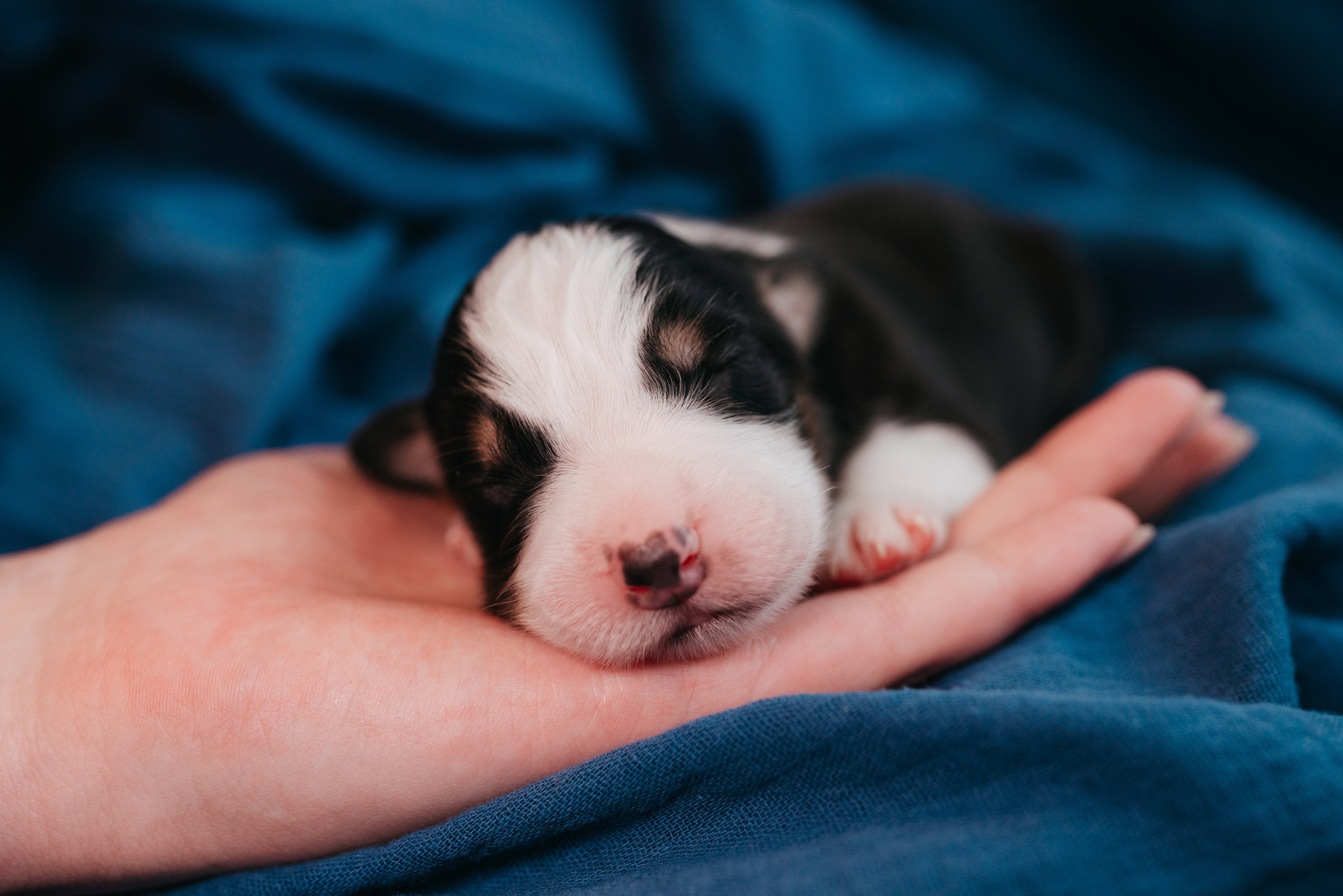 Аусси. Фотограф анималист Осипчикова Мария
