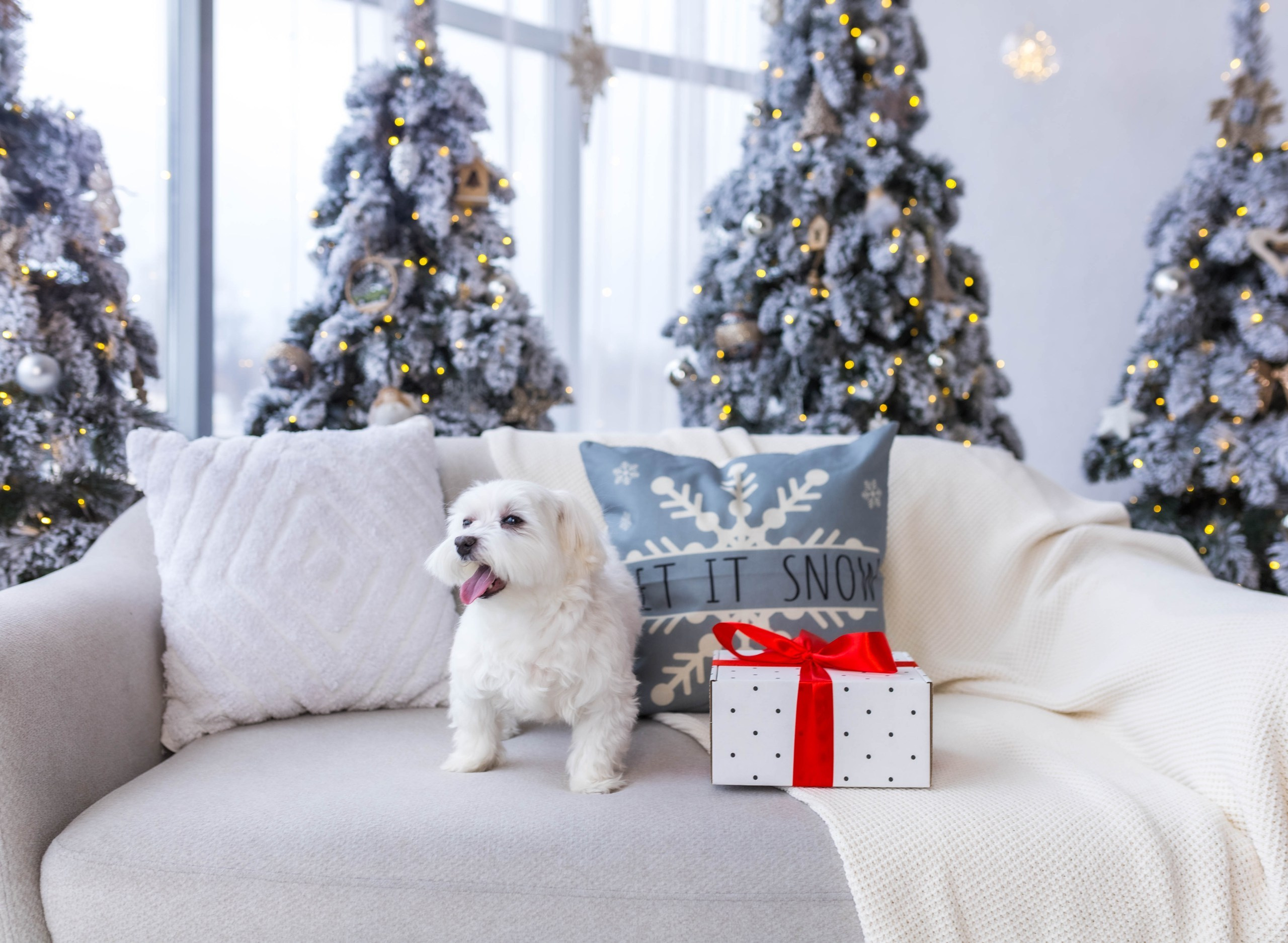 Семейная новогодняя фотосессия. Свадебный и семейный фотограф Виолетта в Липецке
