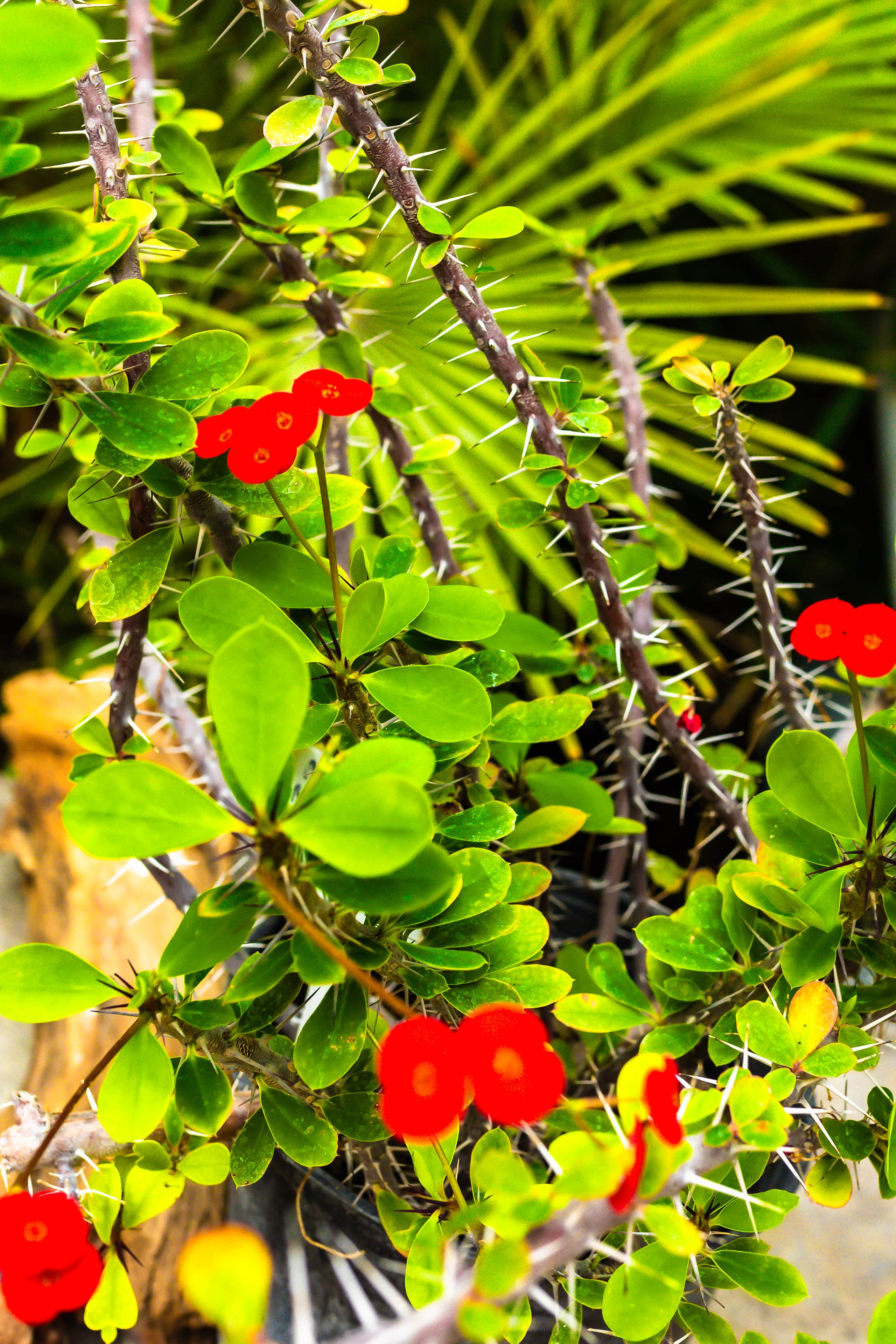 Фотографии природы Липецка. Свадебный и семейный фотограф Виолетта в Липецке