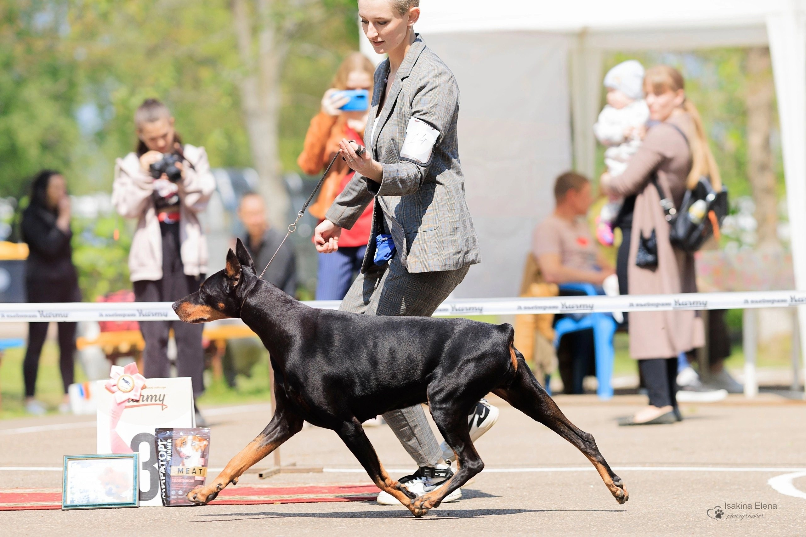 Выставки. Купить щенка Вельш-корги-кардиган в семейном питомнике — Ice Fantasy