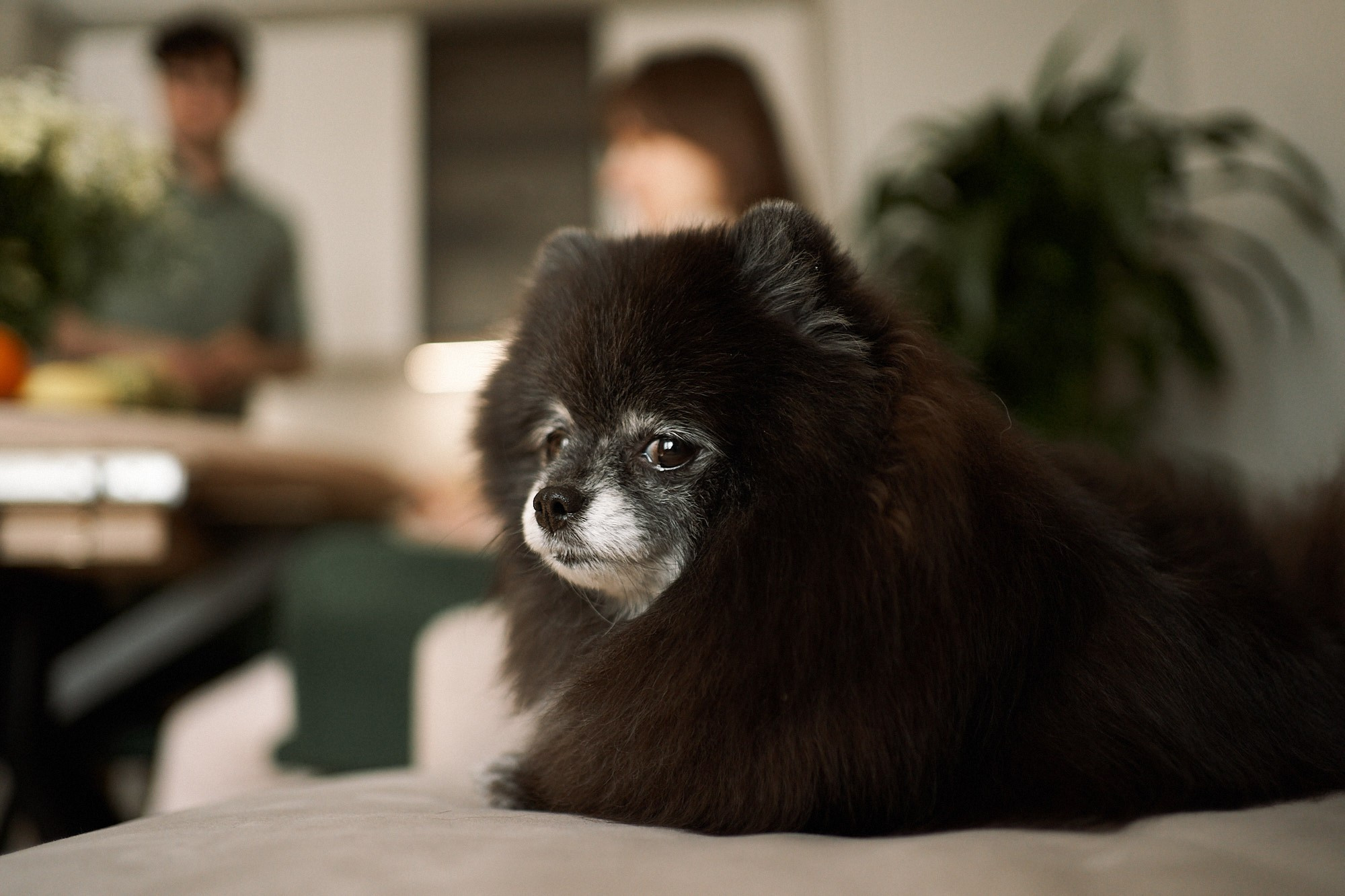 Игорь, Диана и Пика. Фотограф анималист Москва Дарья