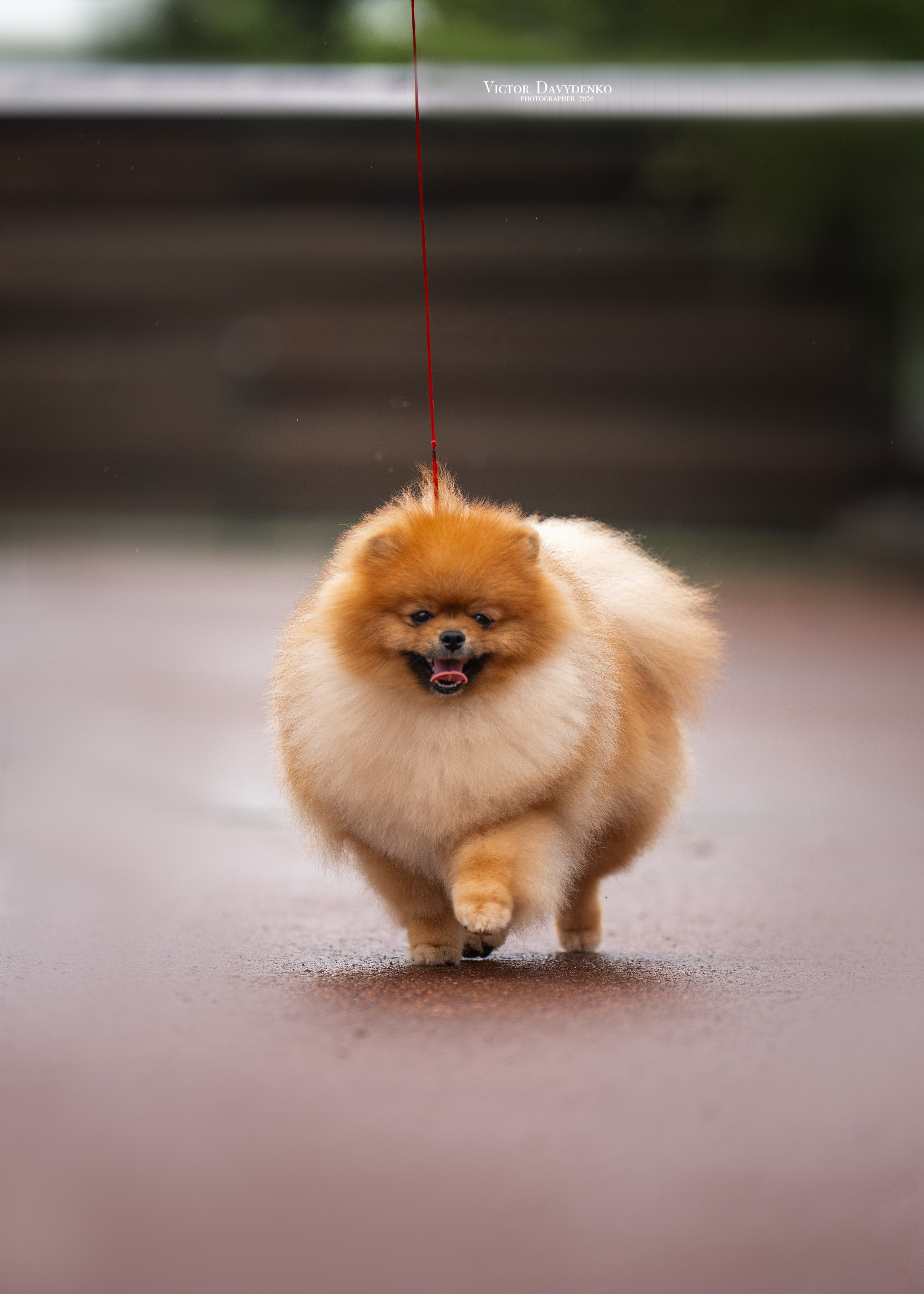 Dog Show. Давыденко Анна / Фотограф Краснодар/Сочи
