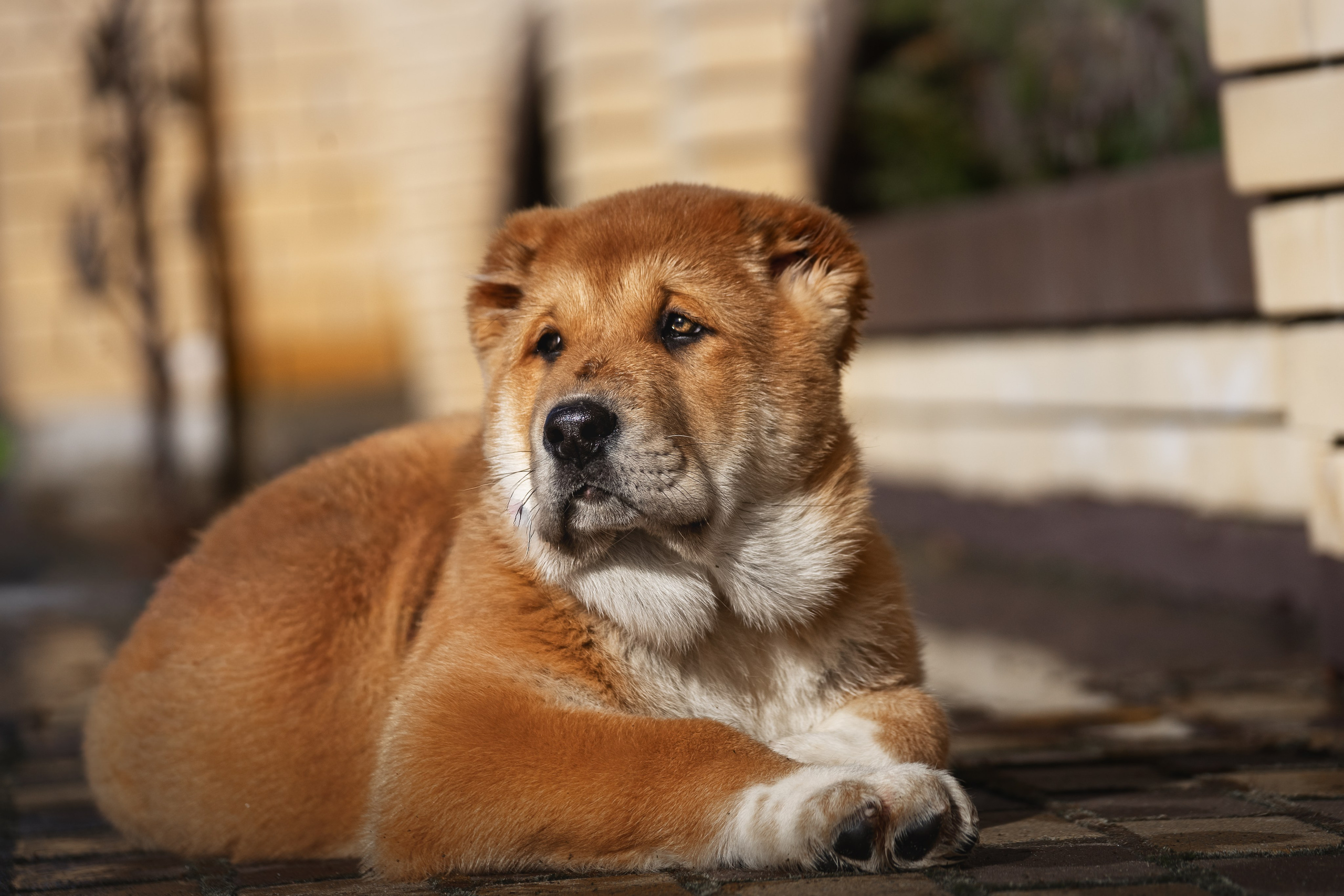 Щенки/котята. Фотограф-анималист Нижний Новгород