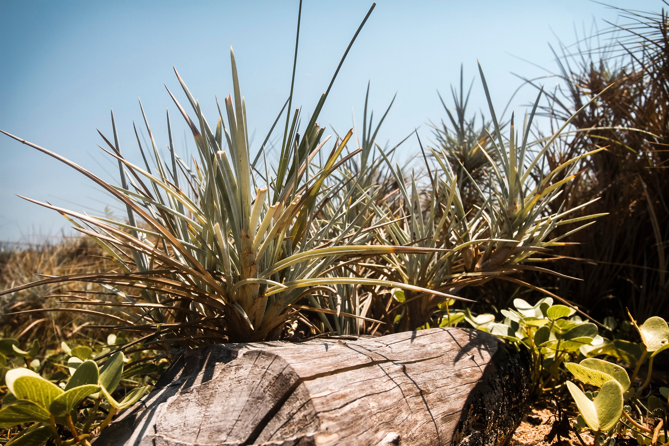 Sri Lanka. Art Photographer