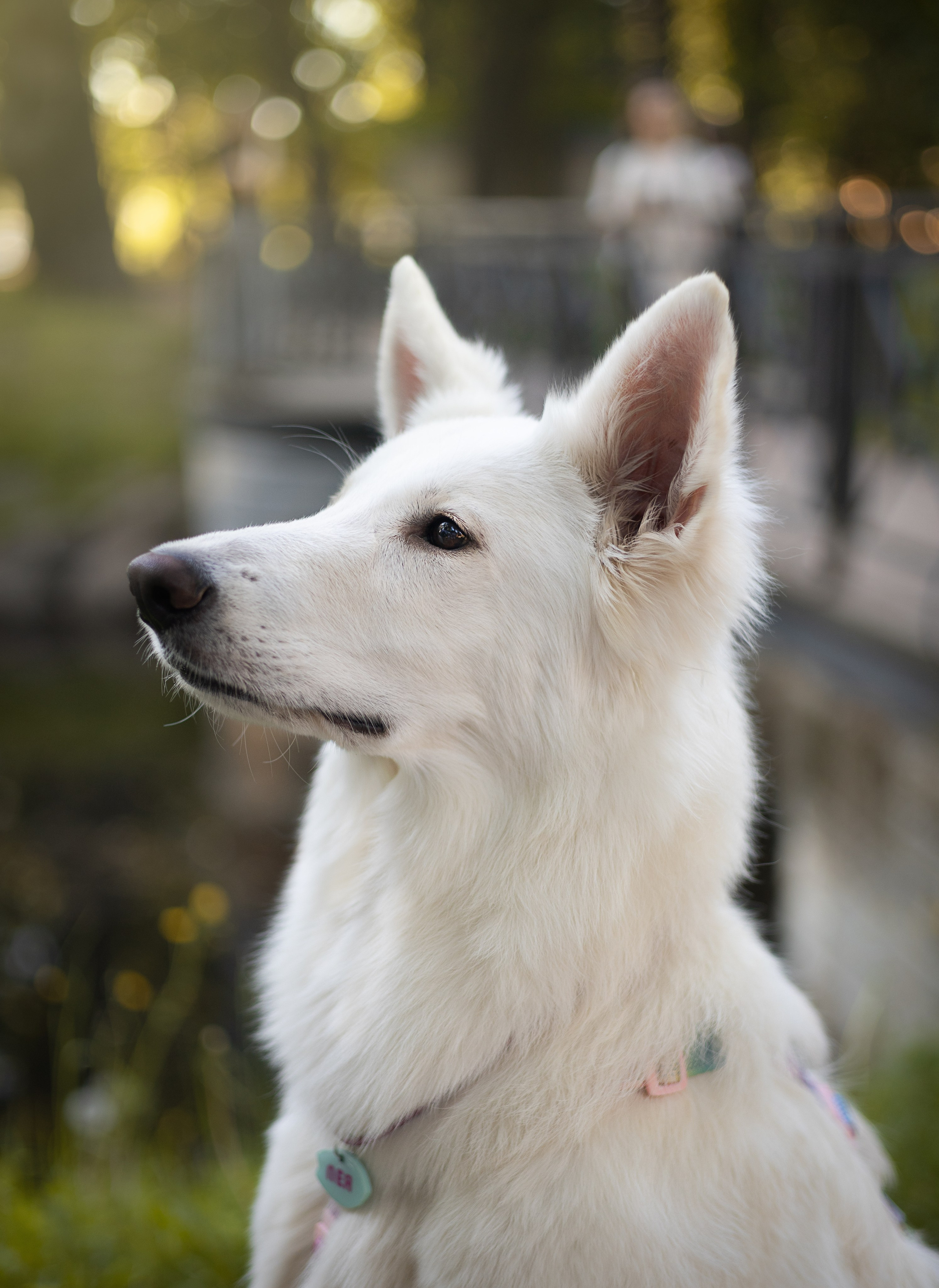 Надя и Лея. Фотограф животных Евгения Верцинская