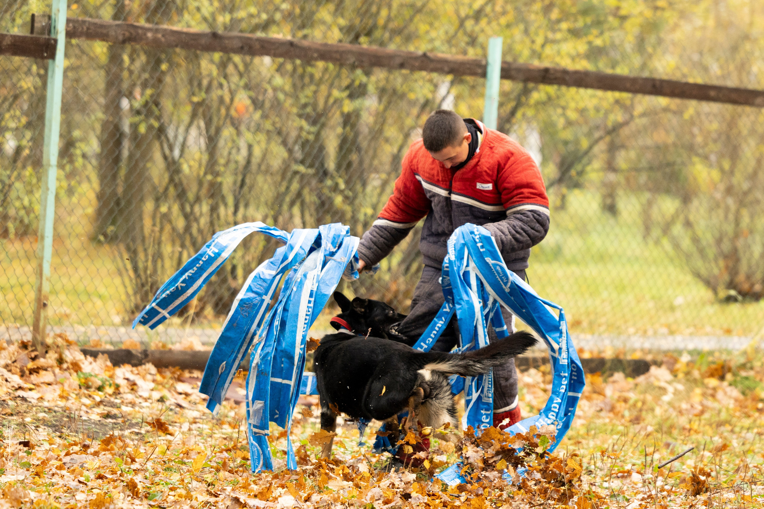 Соревнования по Мондьорингу г. Вологда. Фотограф-анималист Анна Маринич