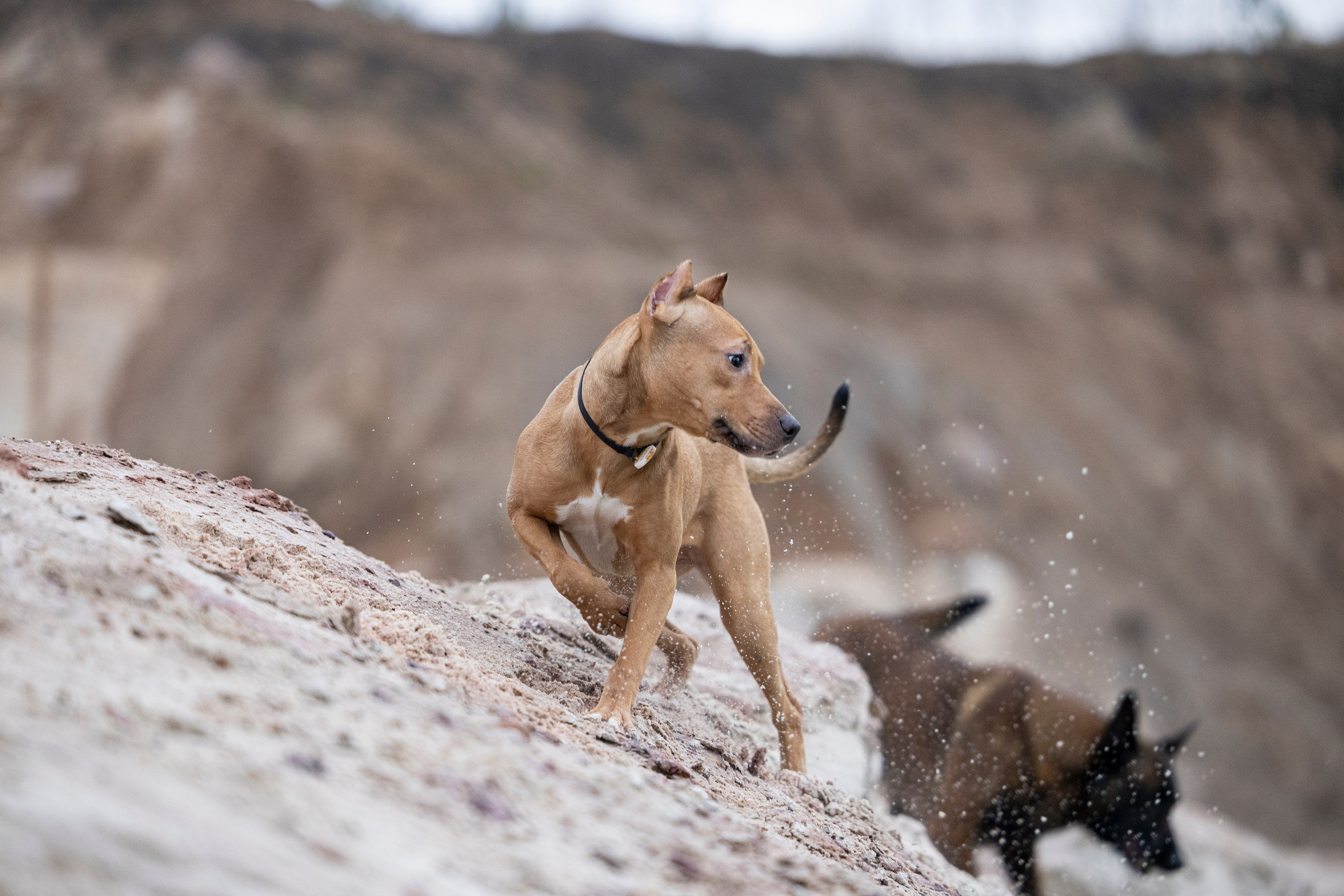 Лужские Мальдивы. Фотограф-анималист Анна Маринич