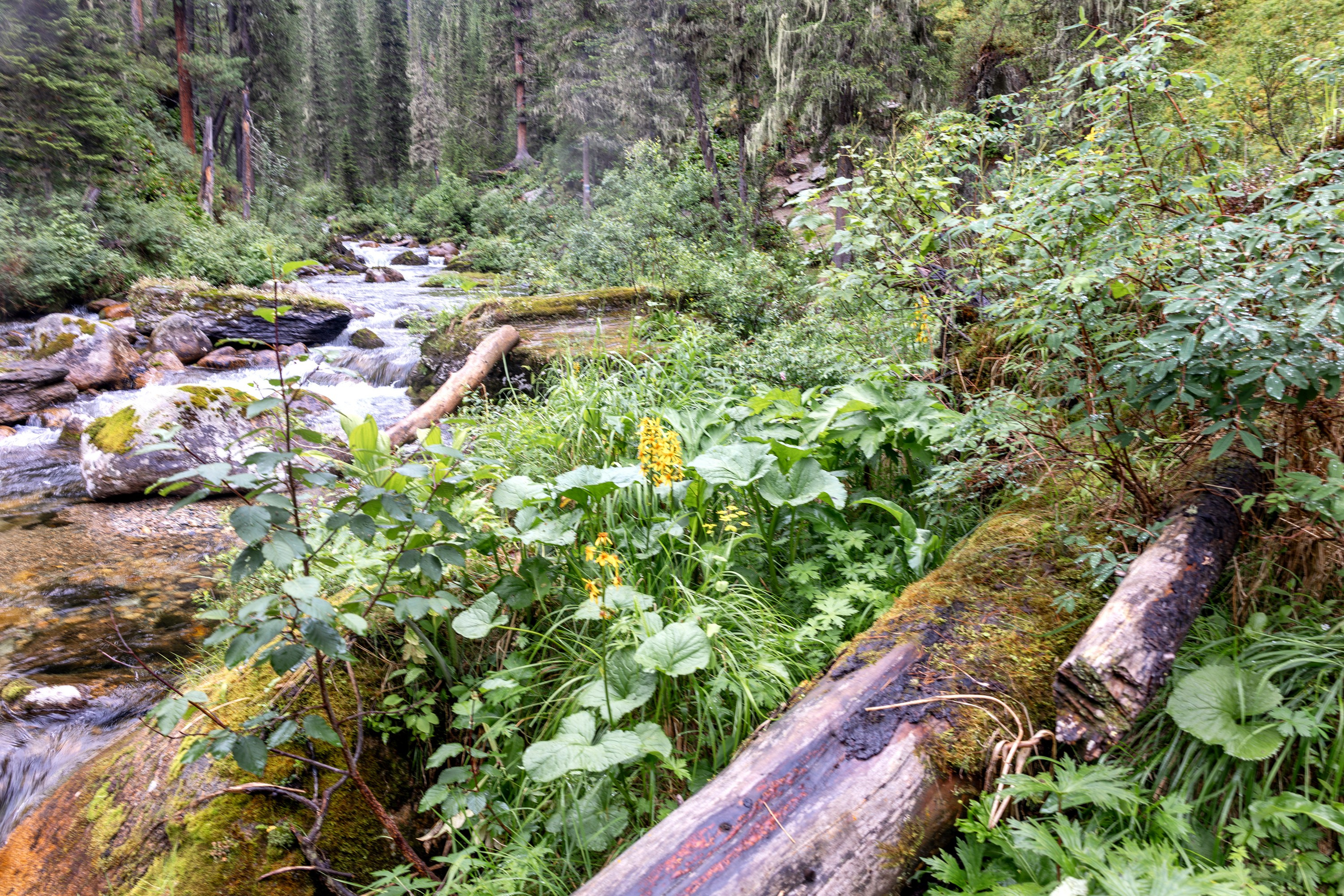 Ергаки. Семейный и детский фотограф в Красноярске, Дивногорцева Светлана