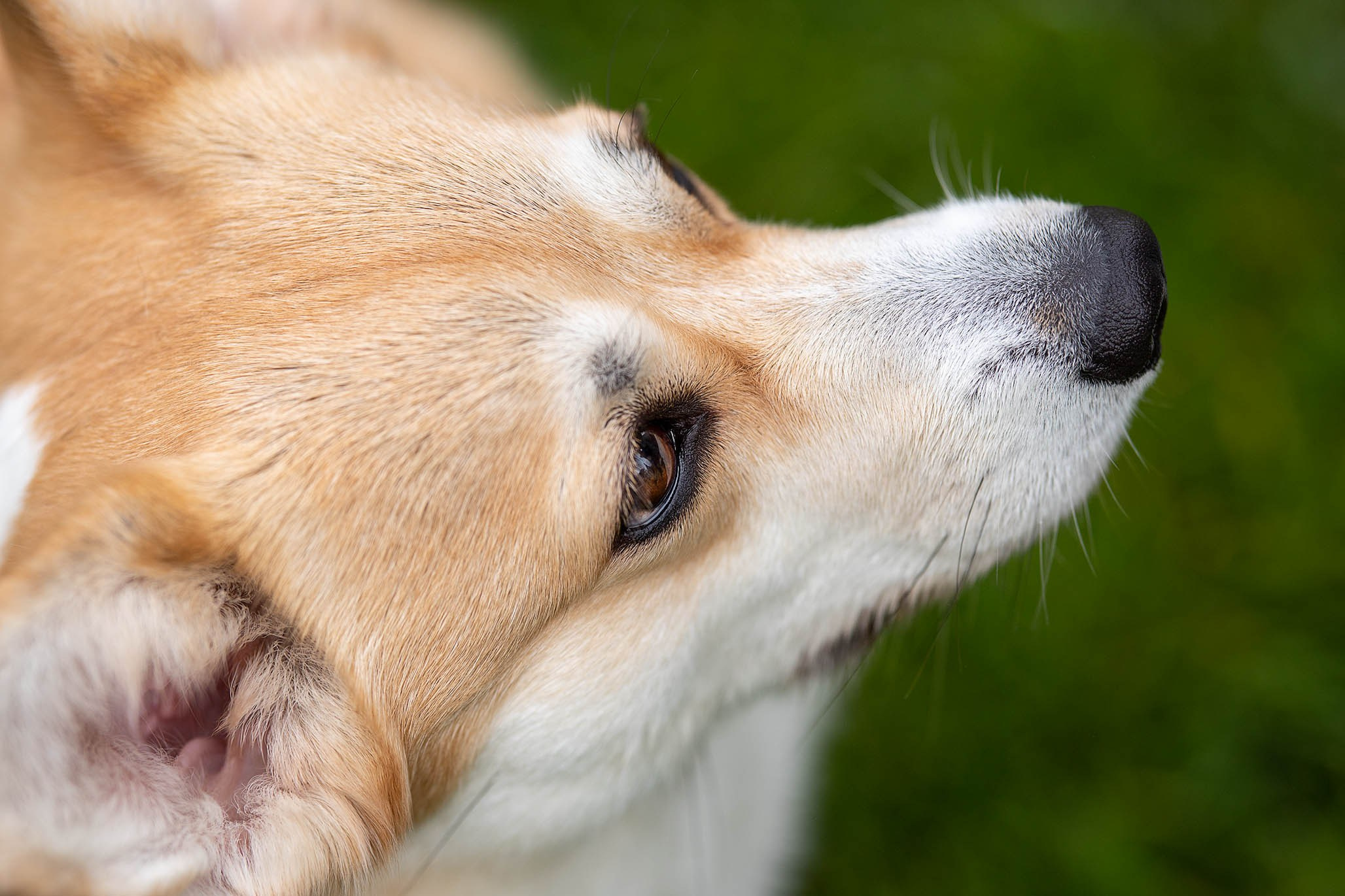 Лиса и Деви, корги. Ирина Голомб|Фотограф-анималист в  Сочи и Калининграде