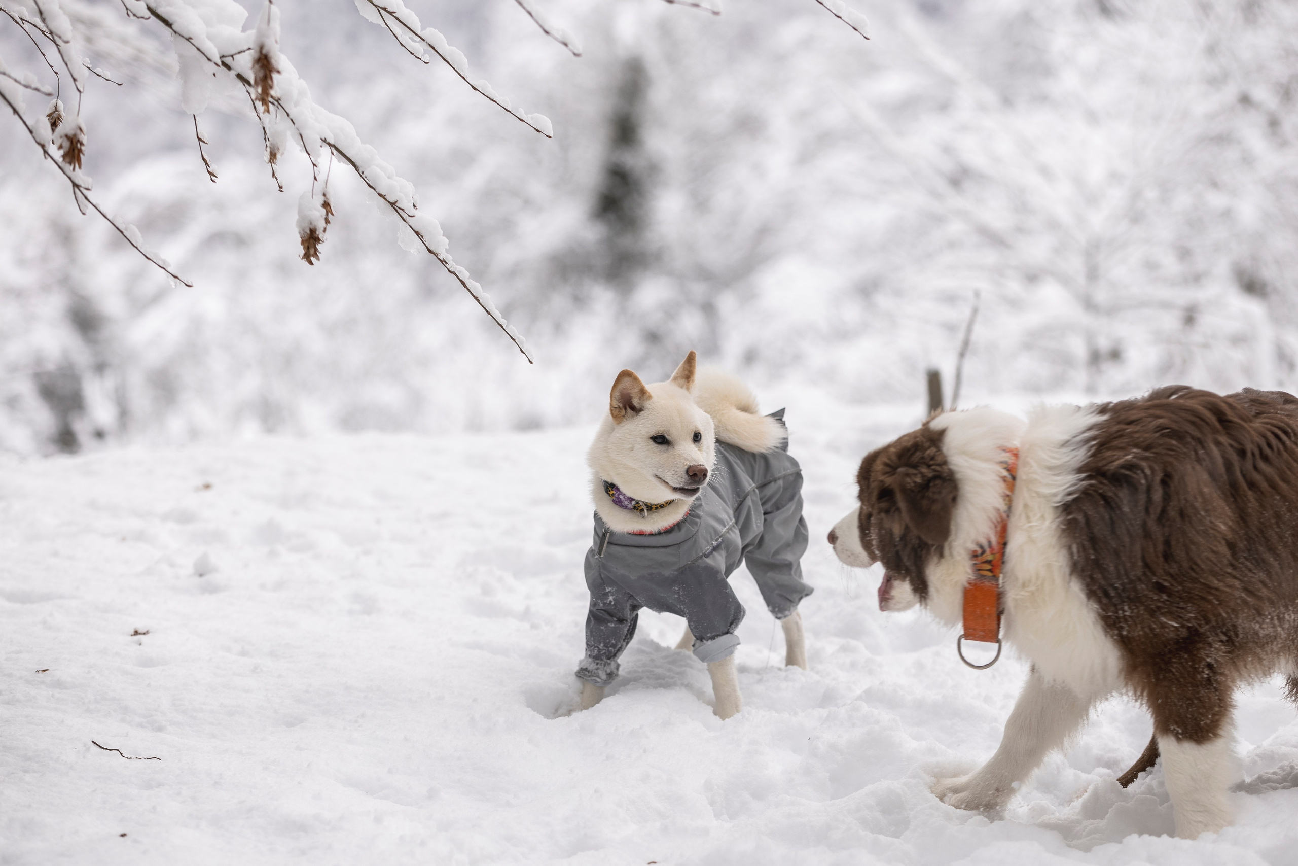 Догтуса Тропа Ефремова. Ирина Голомб|Фотограф-анималист в  Сочи и Калининграде