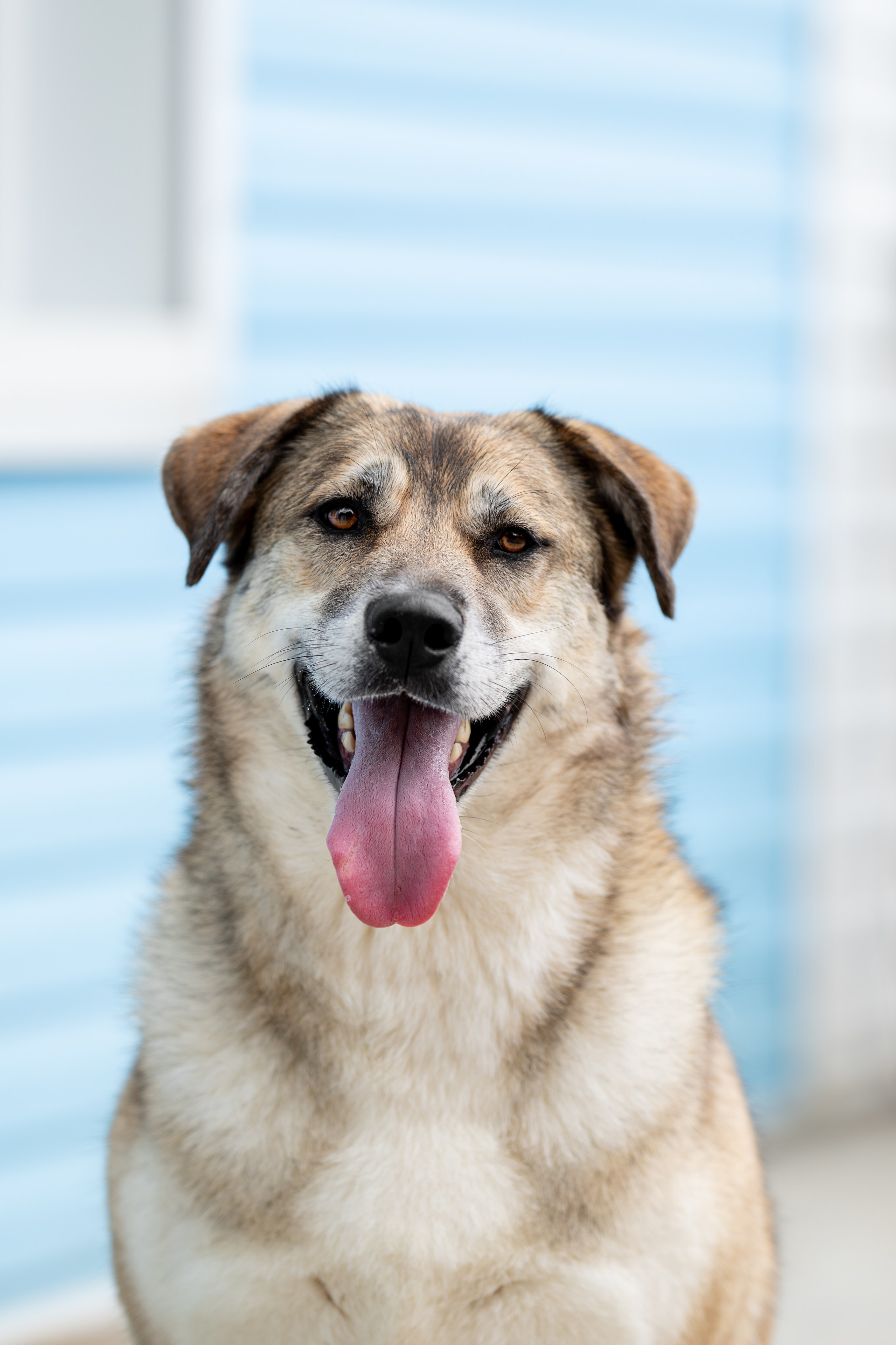 Мини-приют «Возрождение». Ирина Голомб|Фотограф-анималист в  Сочи и Калининграде