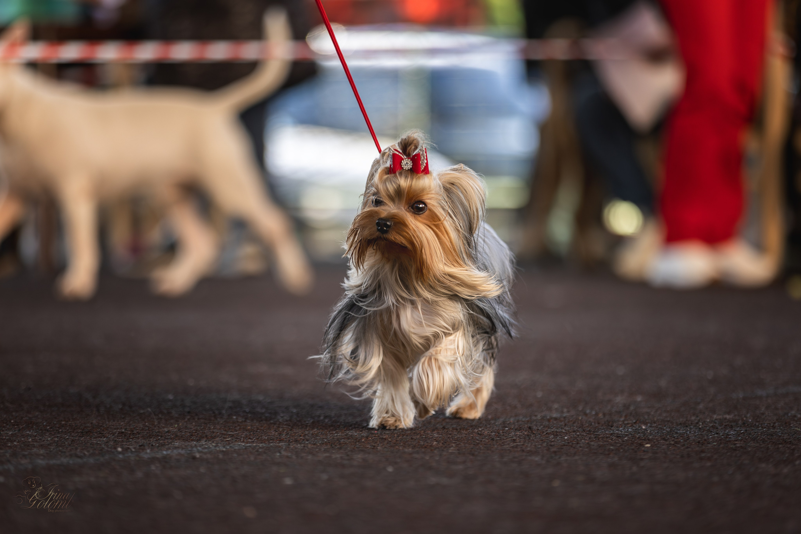 Выставка 25.02.2024. Ирина Голомб|Фотограф-анималист в  Сочи и Калининграде