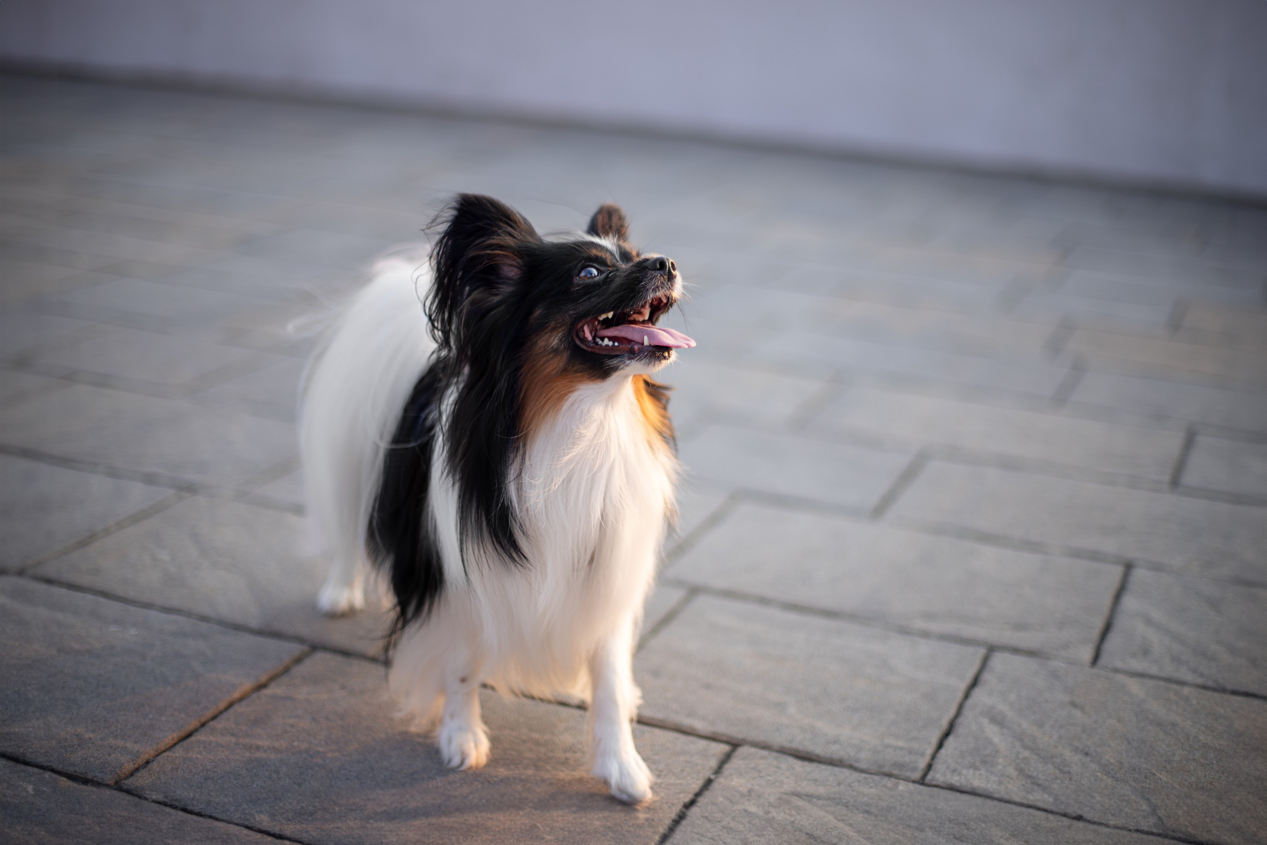 Бэйли, Папийон. Ирина Голомб|Фотограф-анималист в  Сочи и Калининграде
