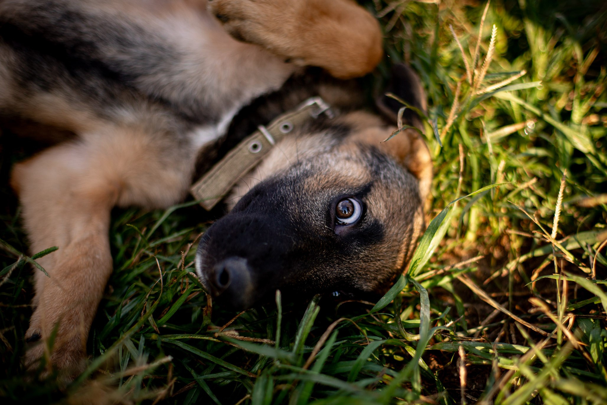 Приют Бим. Ирина Голомб|Фотограф-анималист в  Сочи и Калининграде
