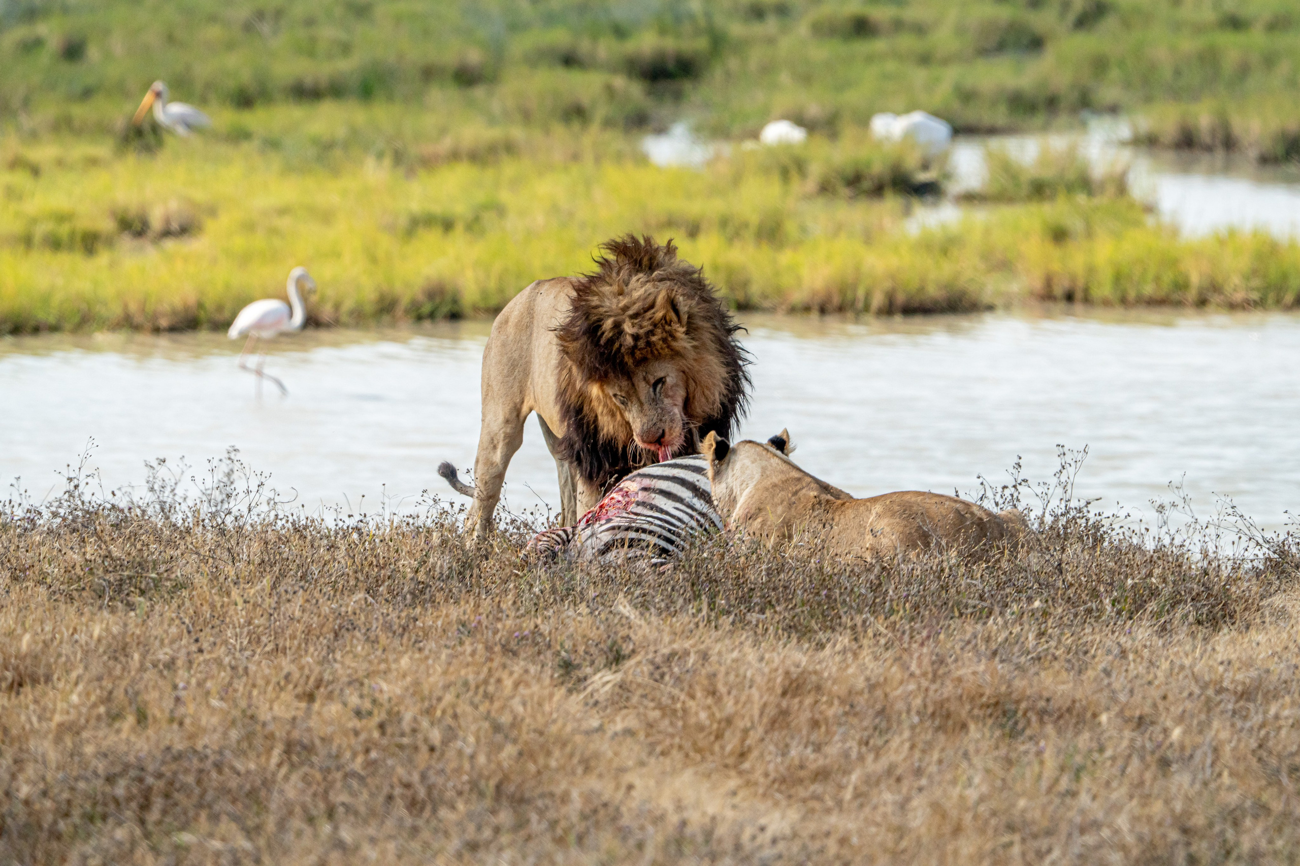 Танзания, сафари, 2025. Творческие сьемки