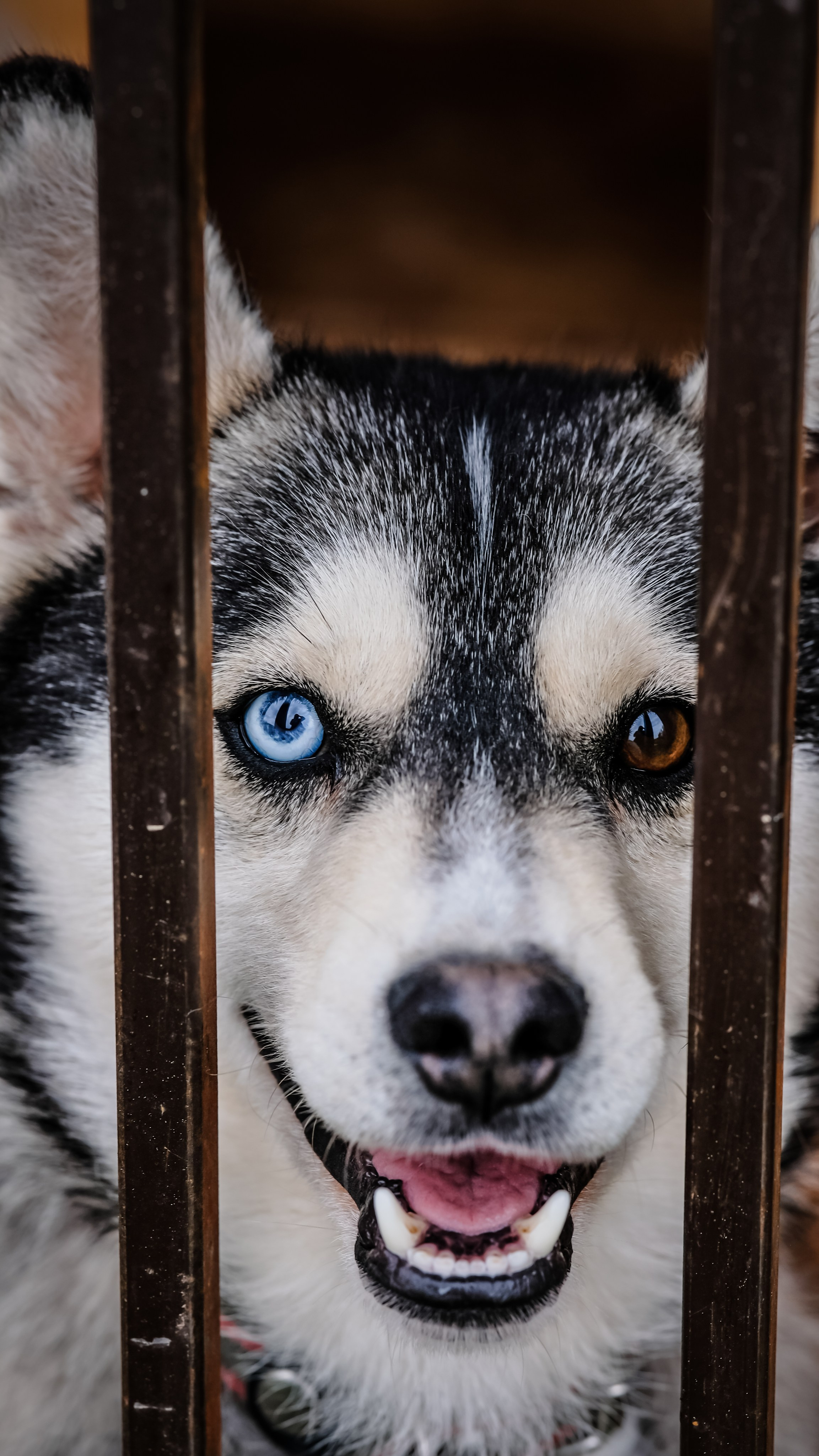 Приют Хаски. KRUTOVA_фотографирую жизнь