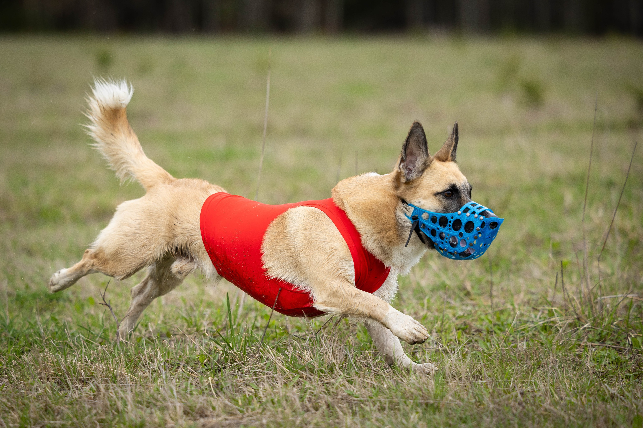 Курсинг. Фотограф Анималист в Перми Анастасия Остерман