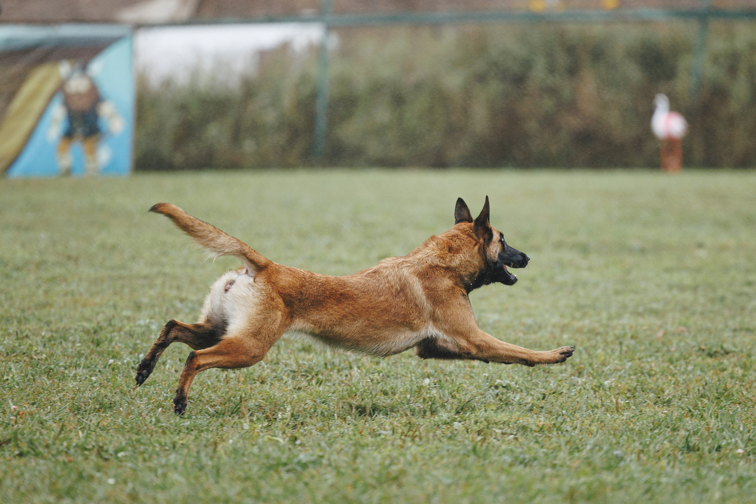 08.08.25-10.08.25 ЧР по мондьорингу г. Вологда. Фотограф-анималист Анна Маринич
