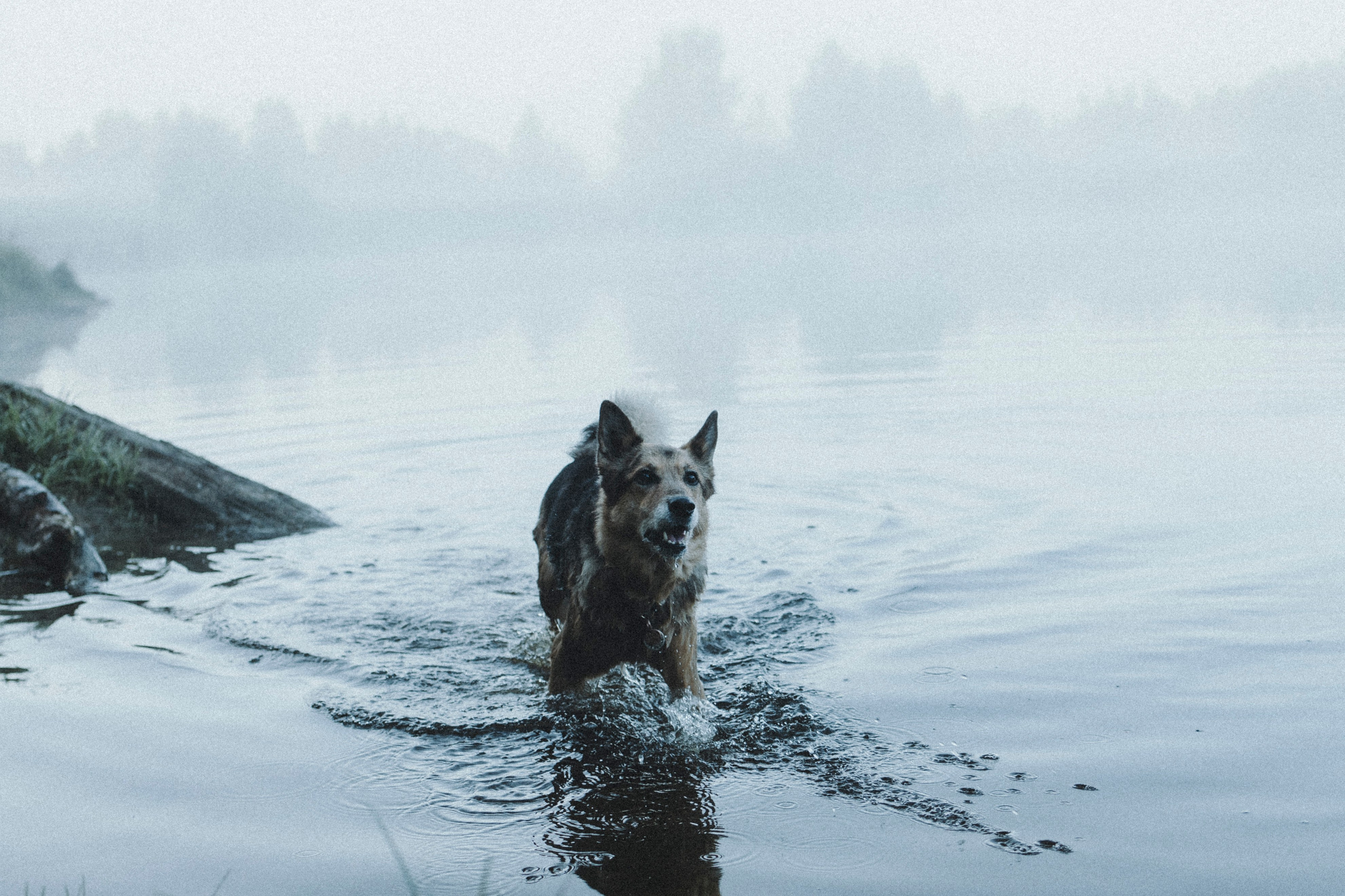 Света и Ричик. Фотограф-анималист Анна Маринич