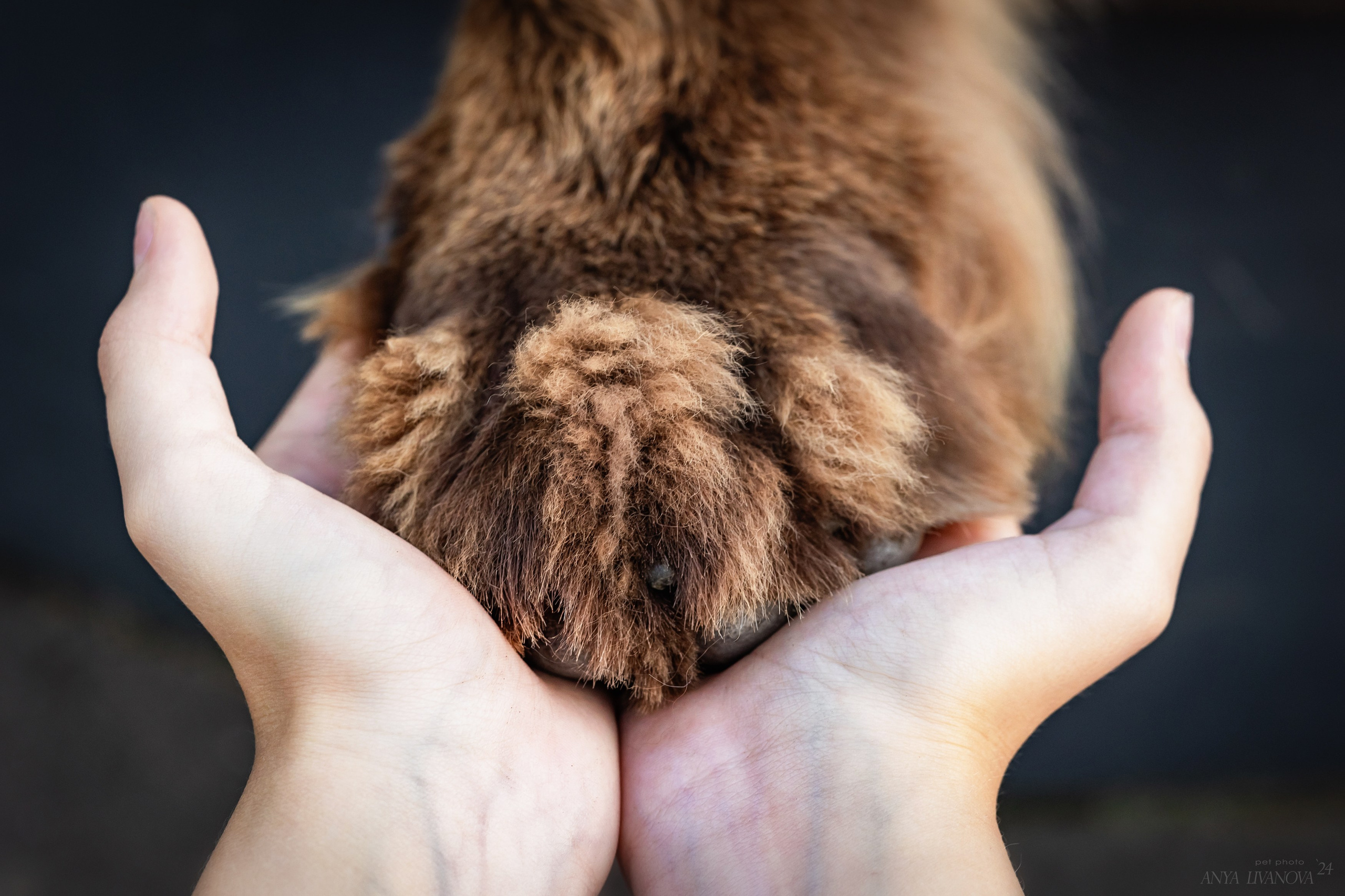 Маша — Мила — Миша. Фотограф анималист Аня Ливанова | Рыбинск