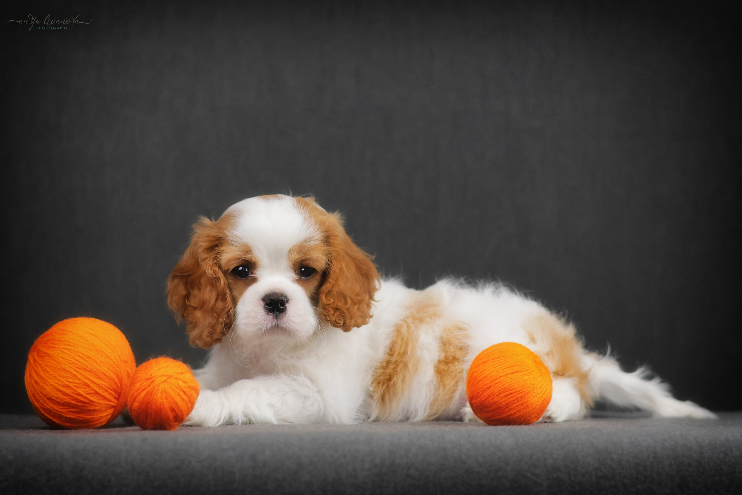 Кавалерчики. Фотограф анималист Аня Ливанова | Рыбинск