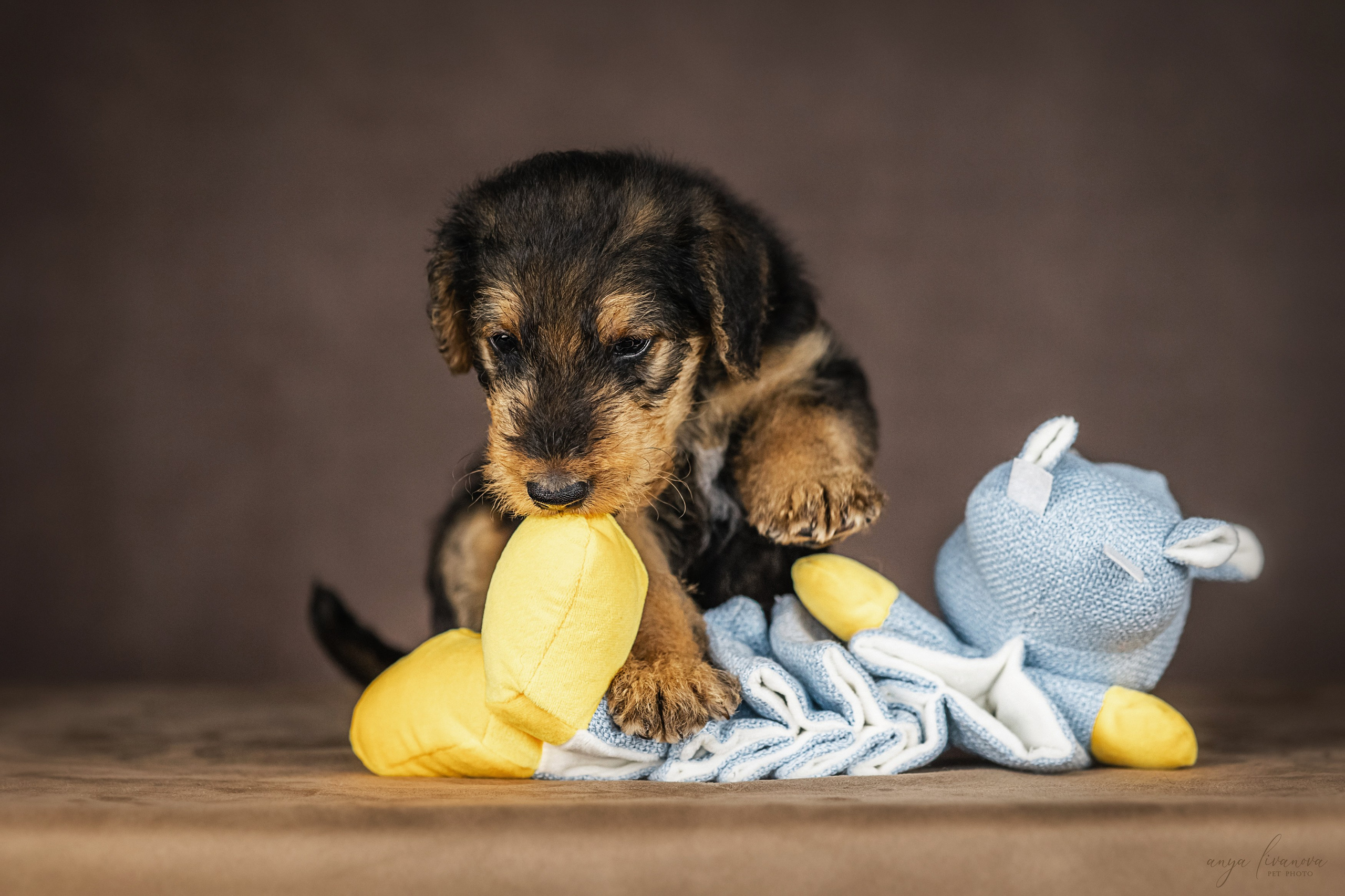 Эрдели. Фотограф анималист Аня Ливанова | Рыбинск