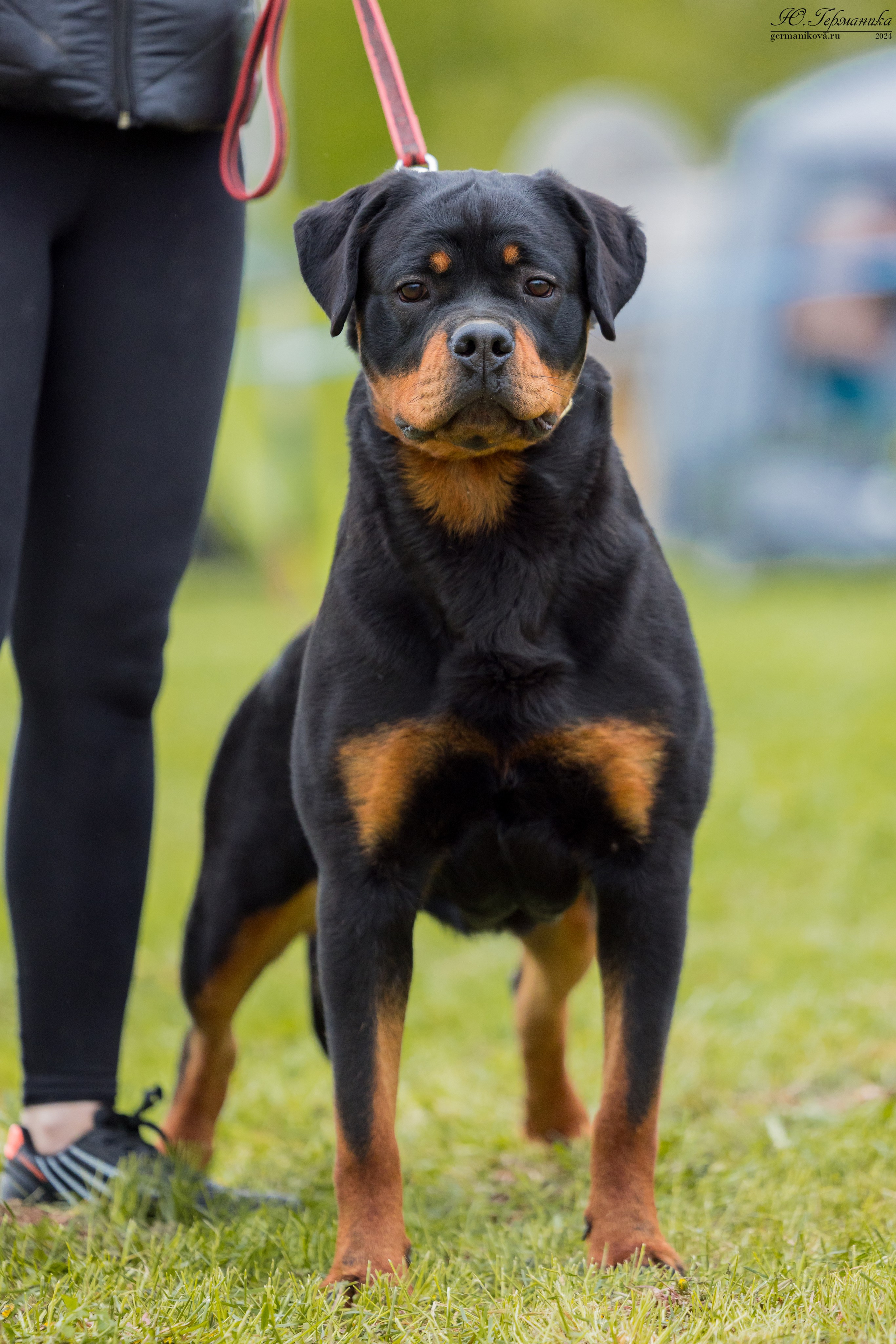 Нижний Новгород 11-12.05.2024 моно ротвейлеров. Фотограф-анималист Юлия Германика