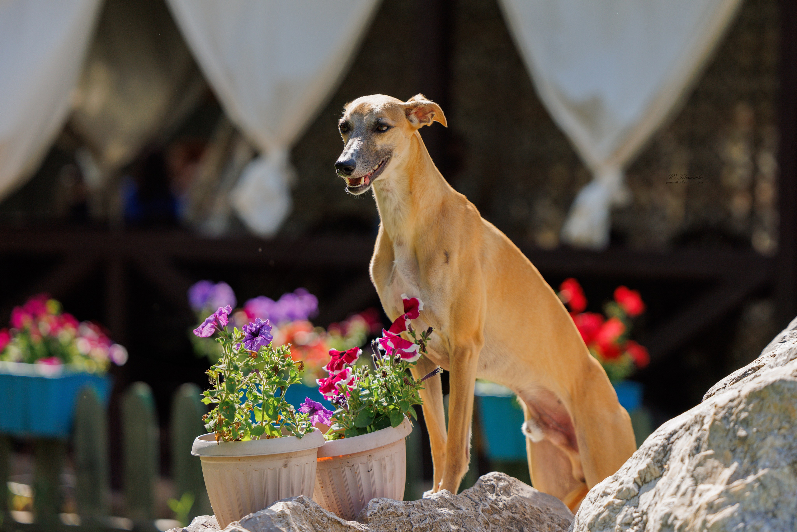 Астана 2хCACIB 17-18.08.2024. Фотограф-анималист Юлия Германика