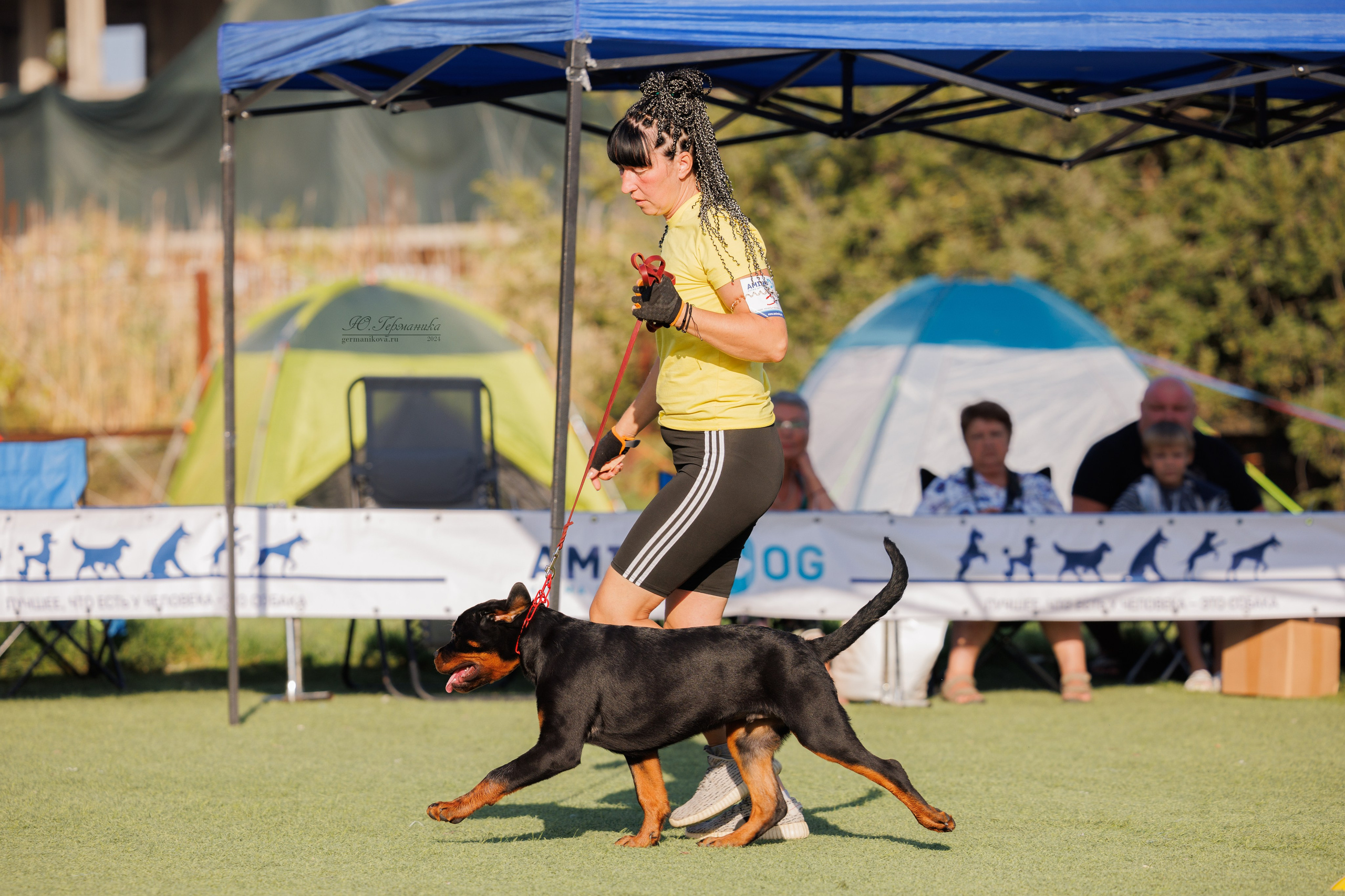 Анапа ротвейлеры 14-15.09.2024. Фотограф-анималист Юлия Германика