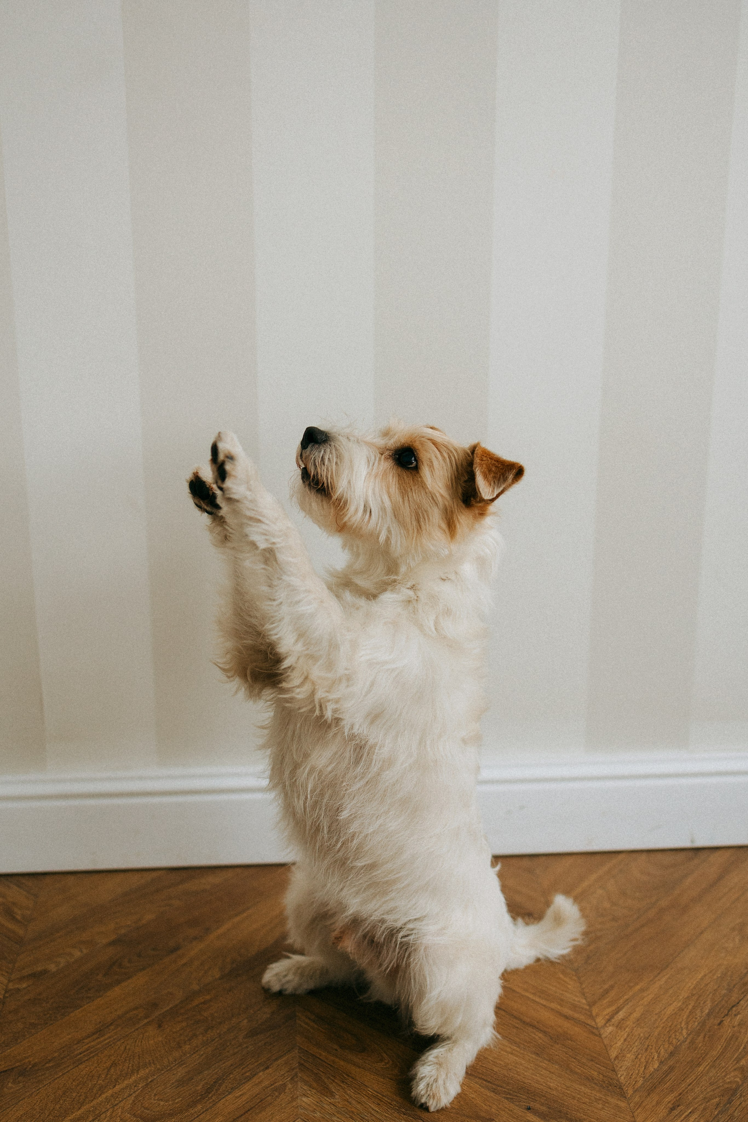 Цунами, Теон и Женя. Фотограф анималист Анастасия Пикей