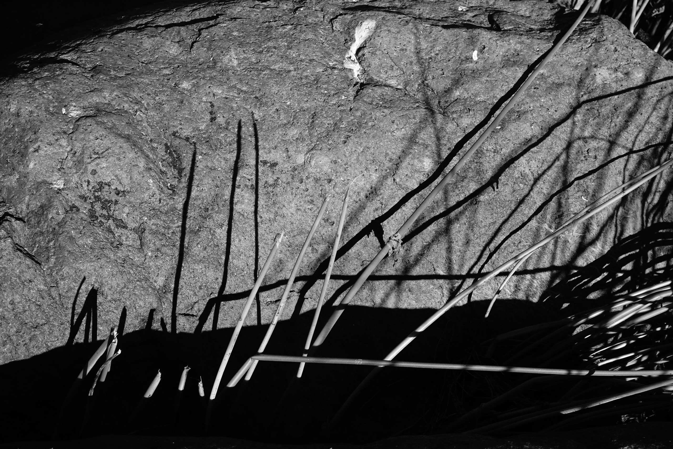 Reeds. Documentary and reportage photographer Dima Babkin