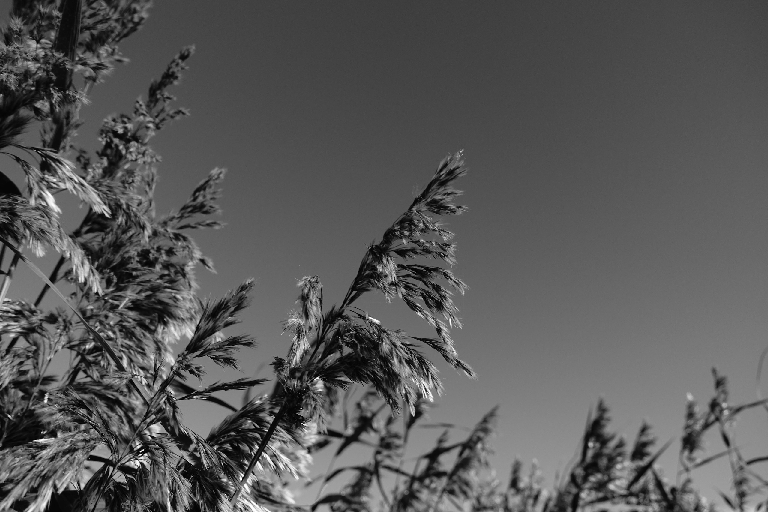 Reeds. Documentary and reportage photographer Dima Babkin