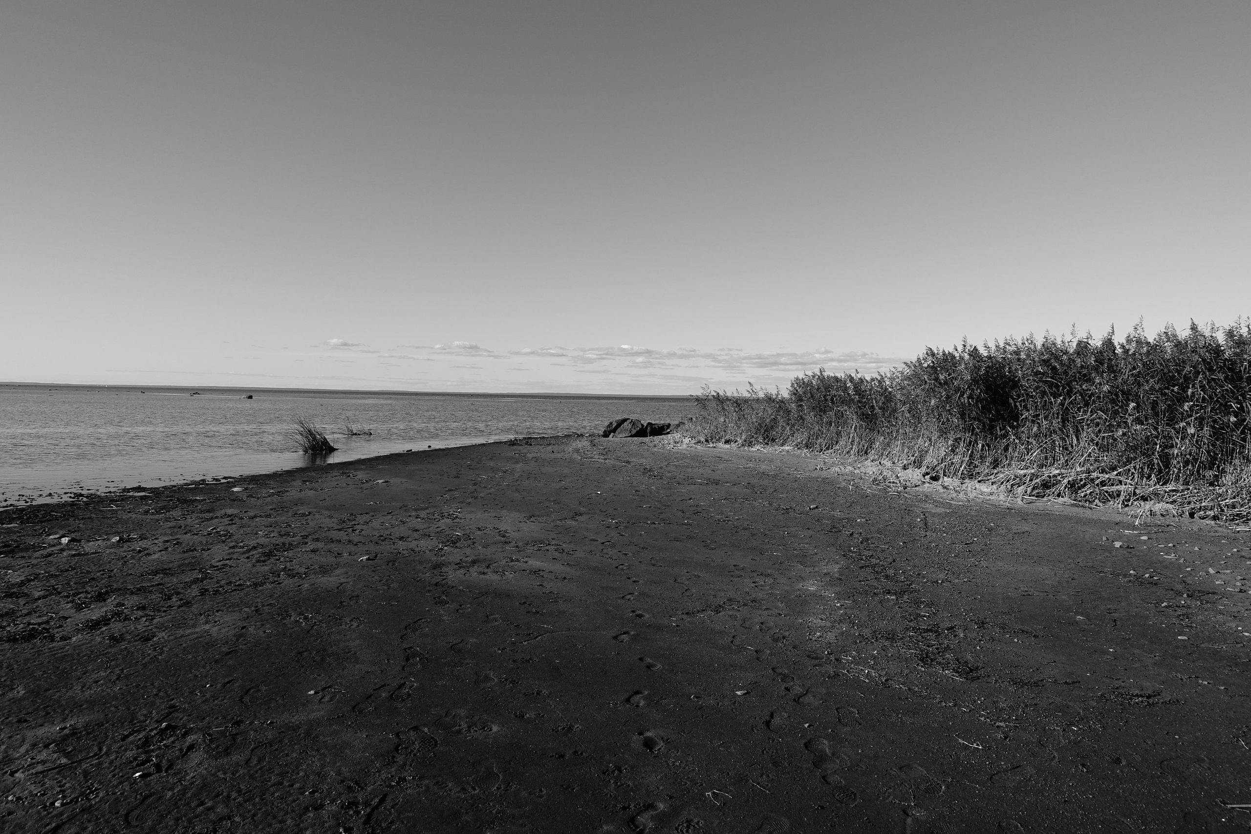 Reeds. Documentary and reportage photographer Dima Babkin