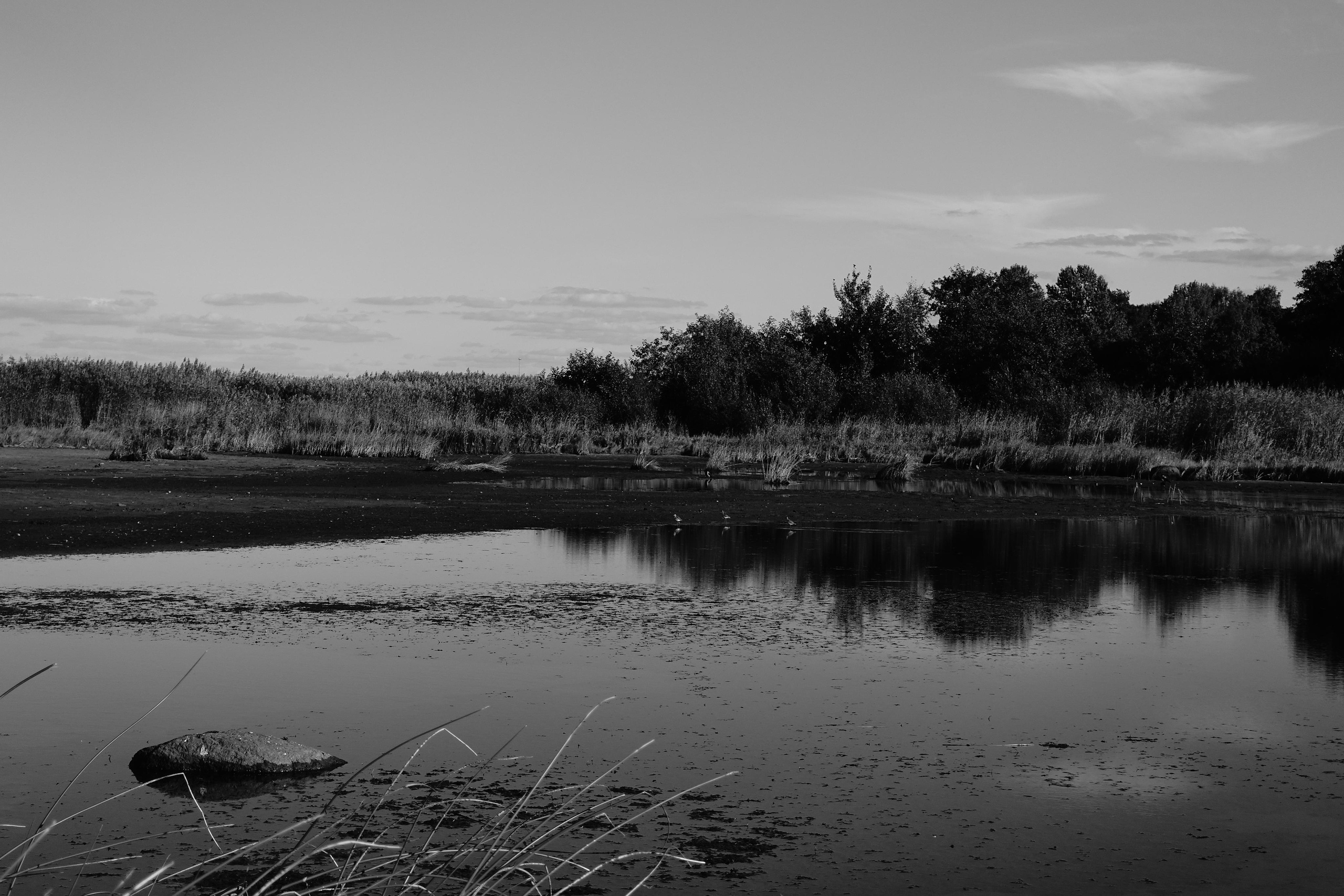 Reeds. Documentary and reportage photographer Dima Babkin