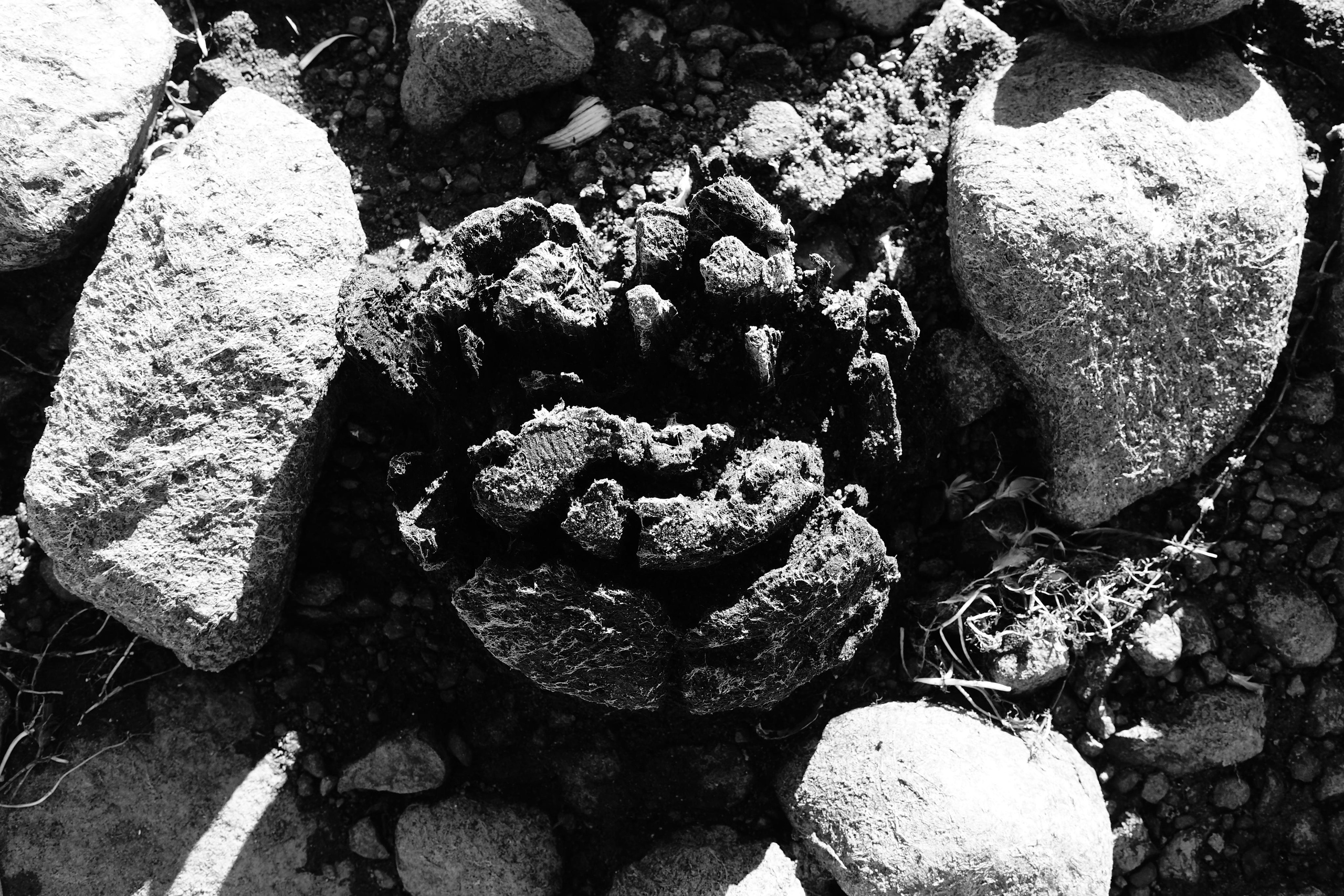 Reeds. Documentary and reportage photographer Dima Babkin