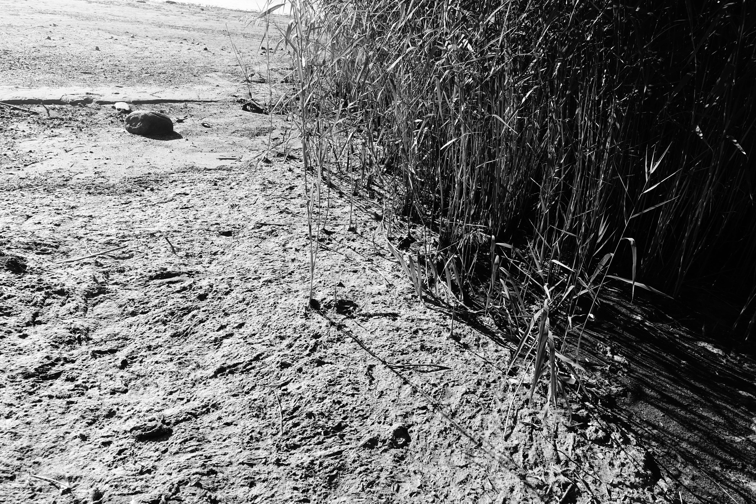 Reeds. Documentary and reportage photographer Dima Babkin