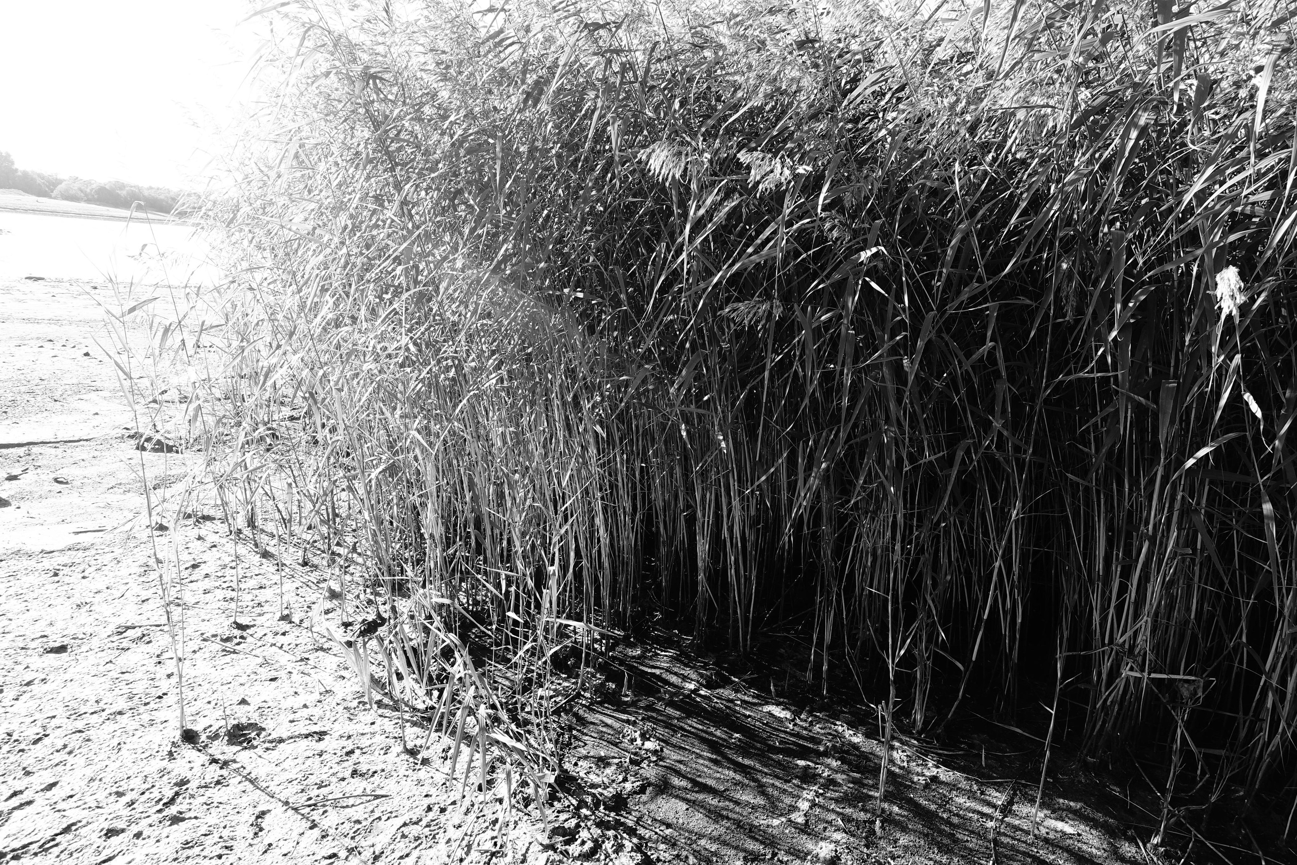 Reeds. Documentary and reportage photographer Dima Babkin