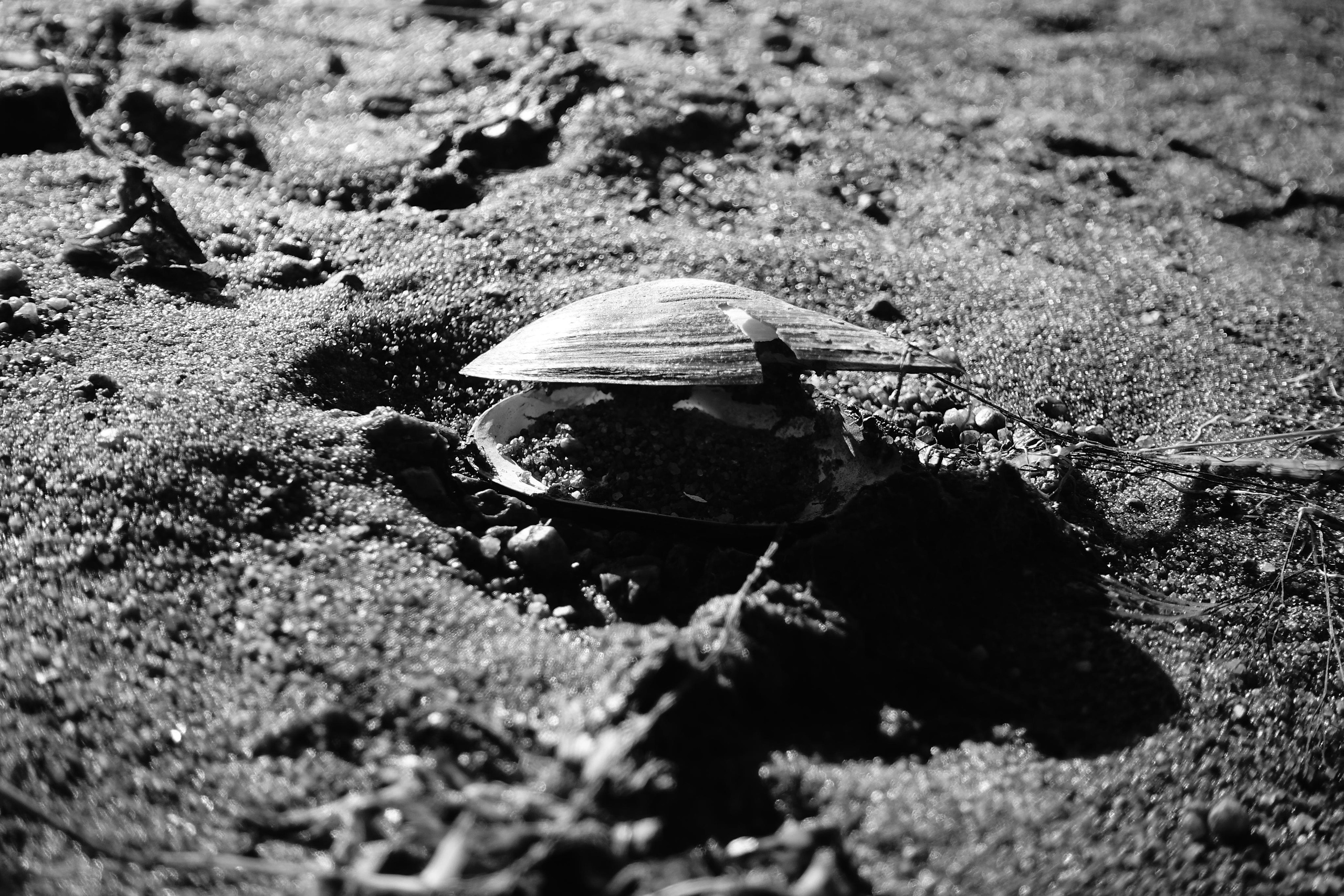 Reeds. Documentary and reportage photographer Dima Babkin