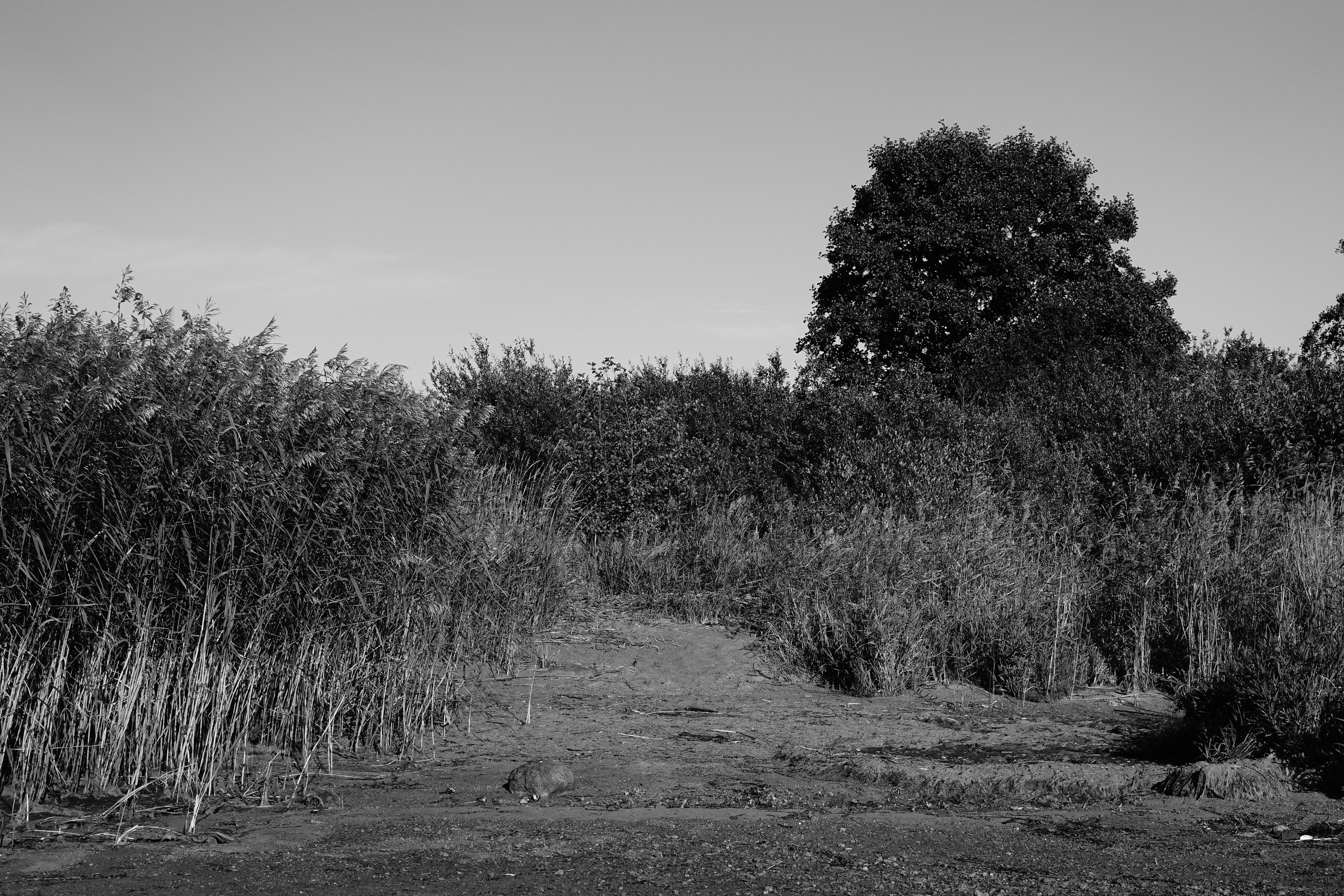 Reeds. Documentary and reportage photographer Dima Babkin