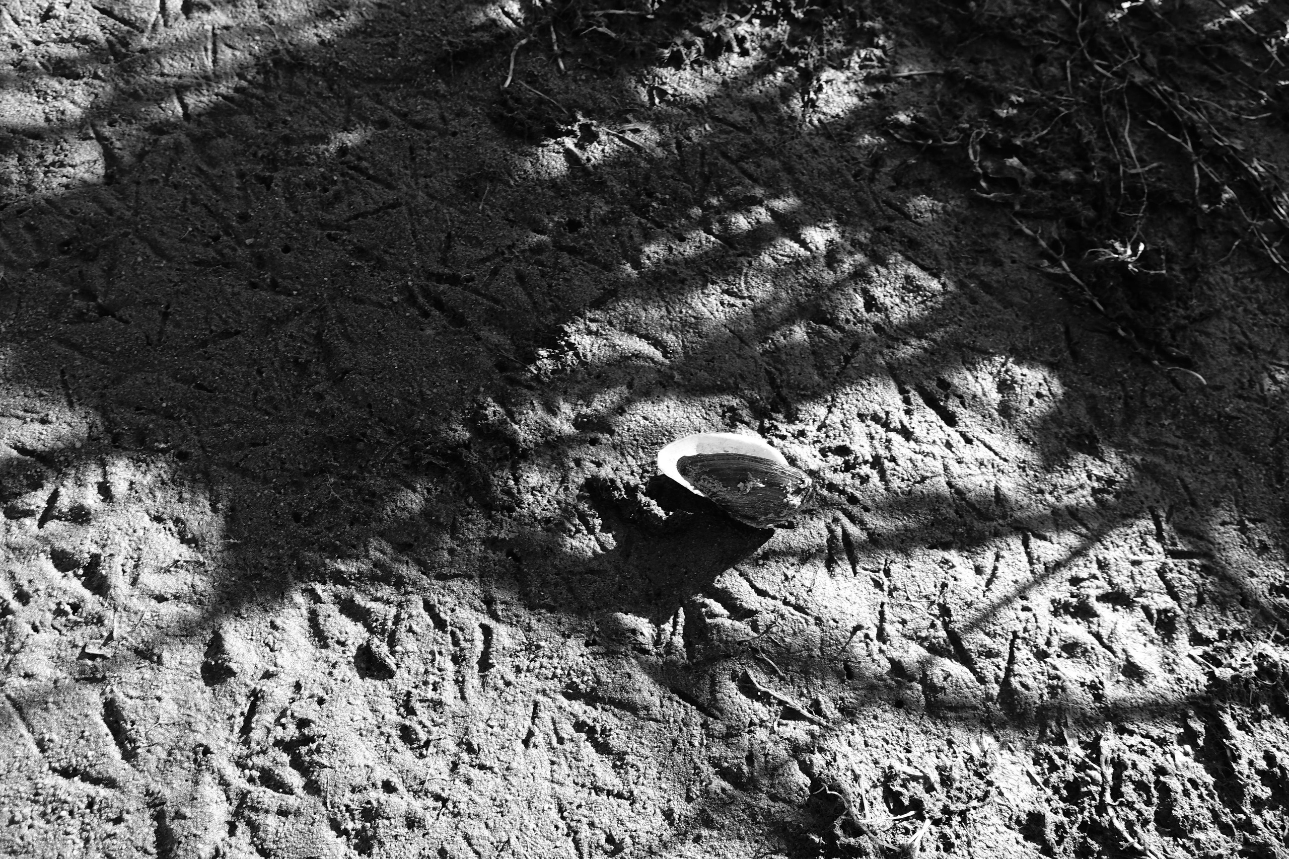 Reeds. Documentary and reportage photographer Dima Babkin