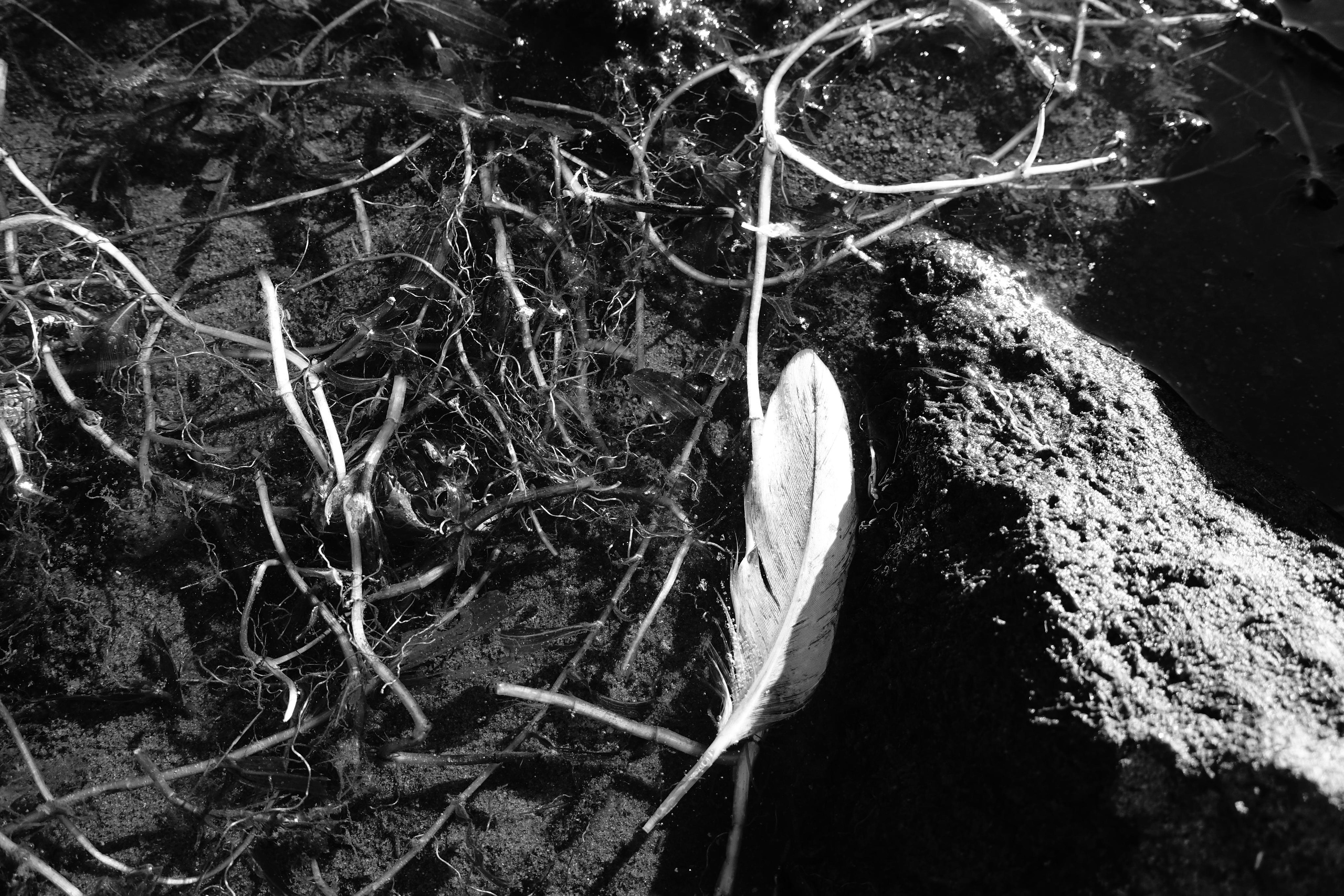 Reeds. Documentary and reportage photographer Dima Babkin