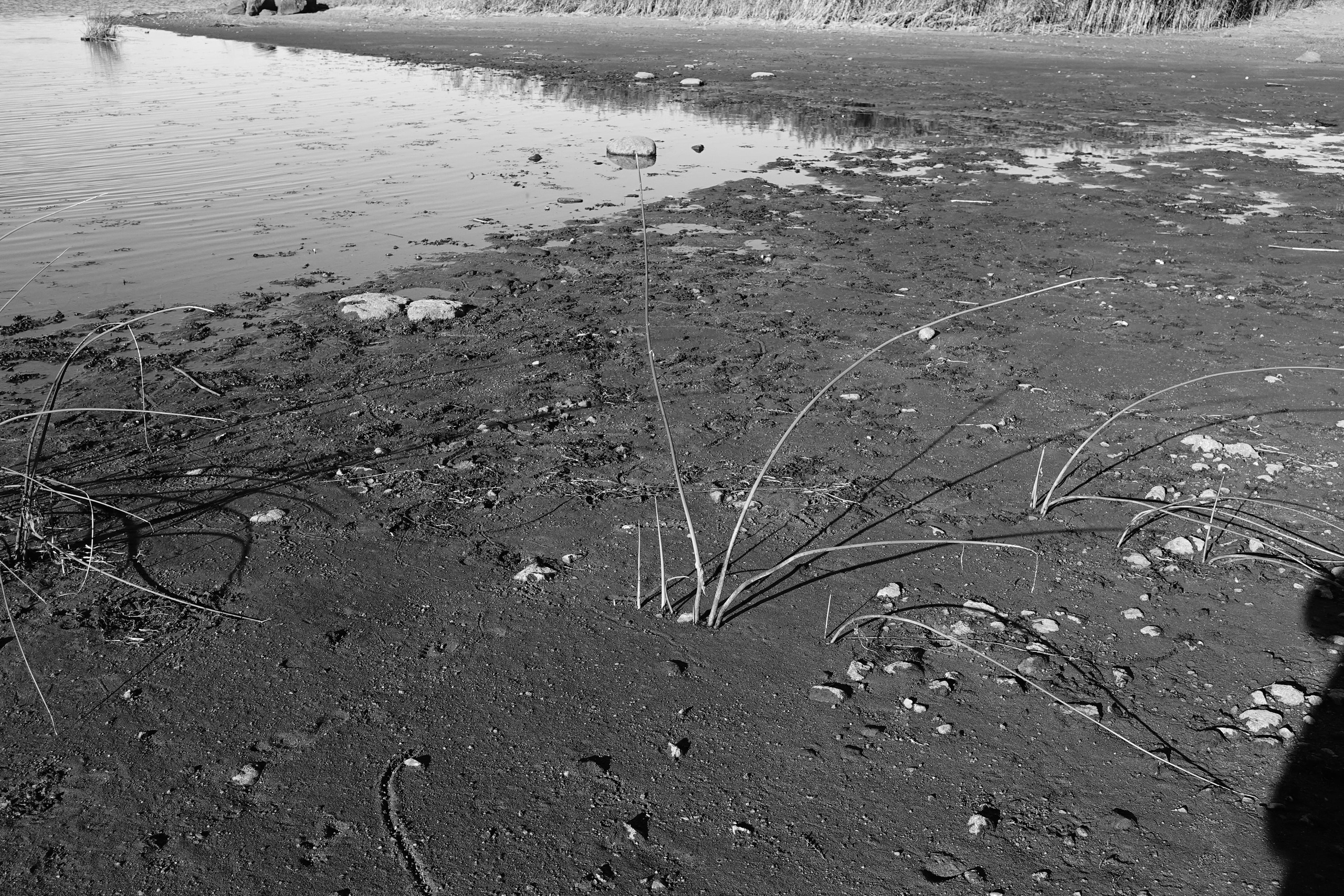 Reeds. Documentary and reportage photographer Dima Babkin