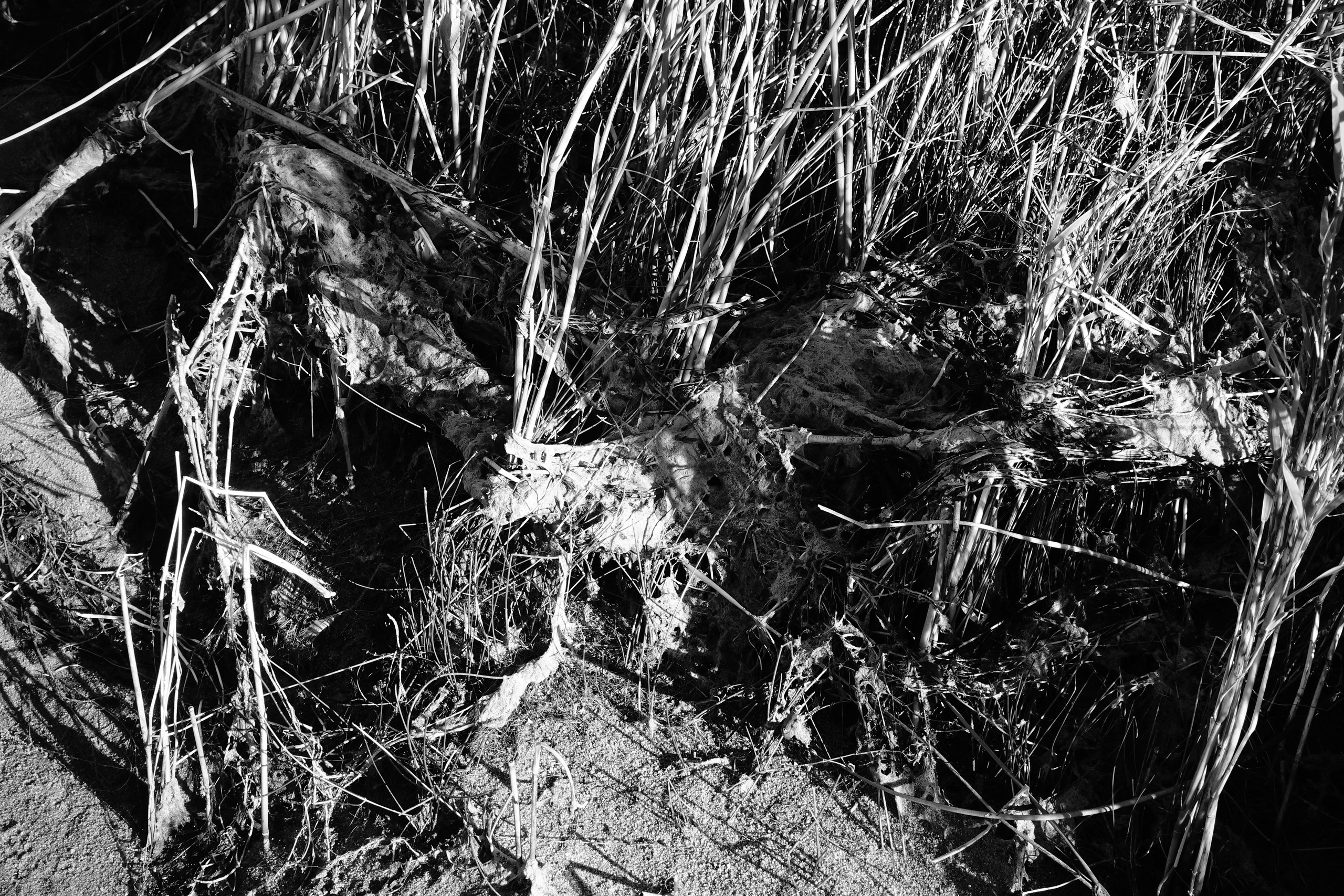 Reeds. Documentary and reportage photographer Dima Babkin