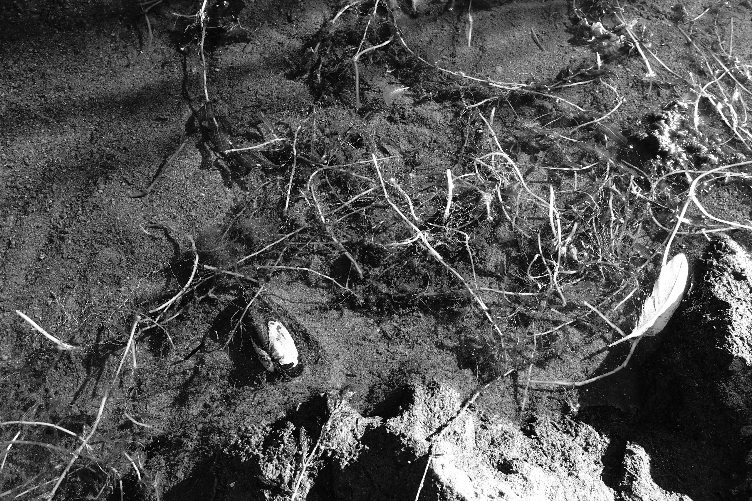 Reeds. Documentary and reportage photographer Dima Babkin