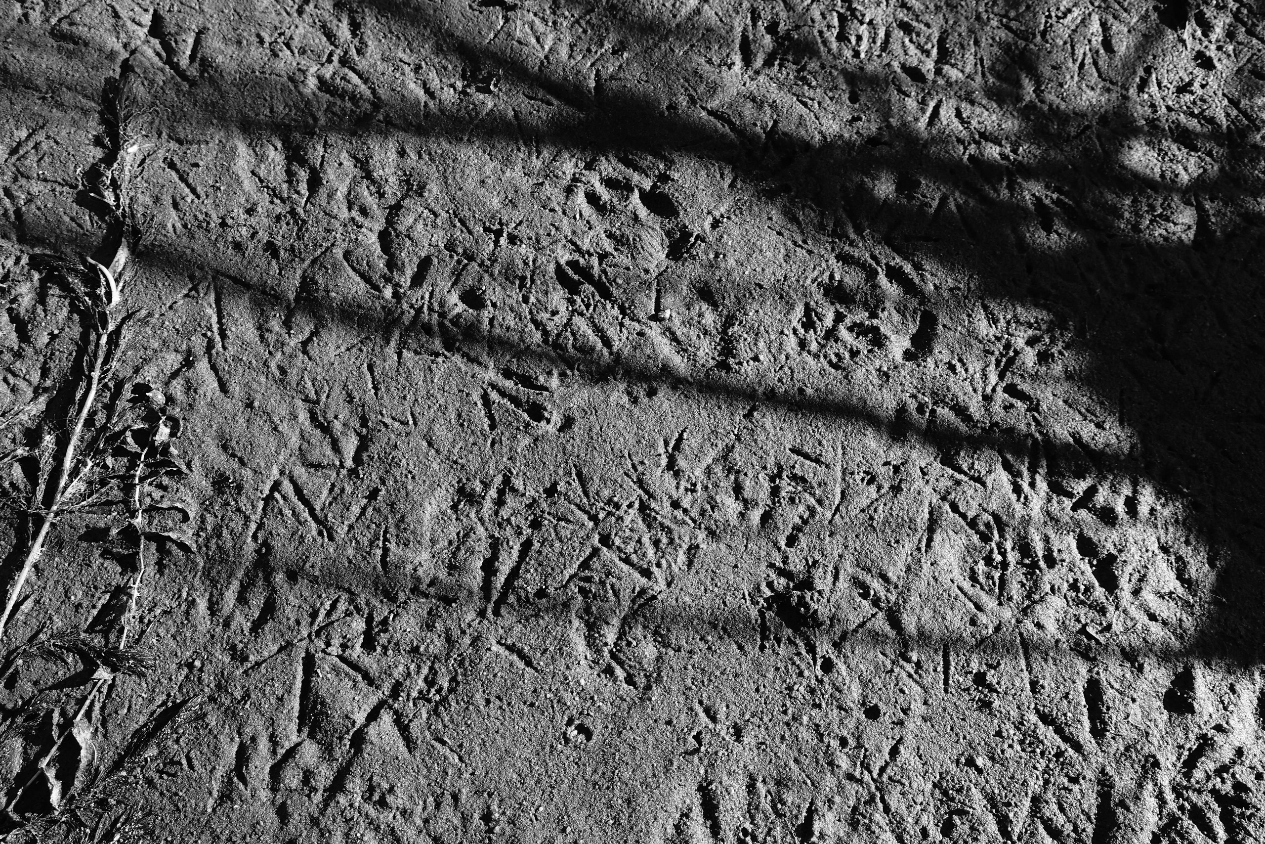 Reeds. Documentary and reportage photographer Dima Babkin