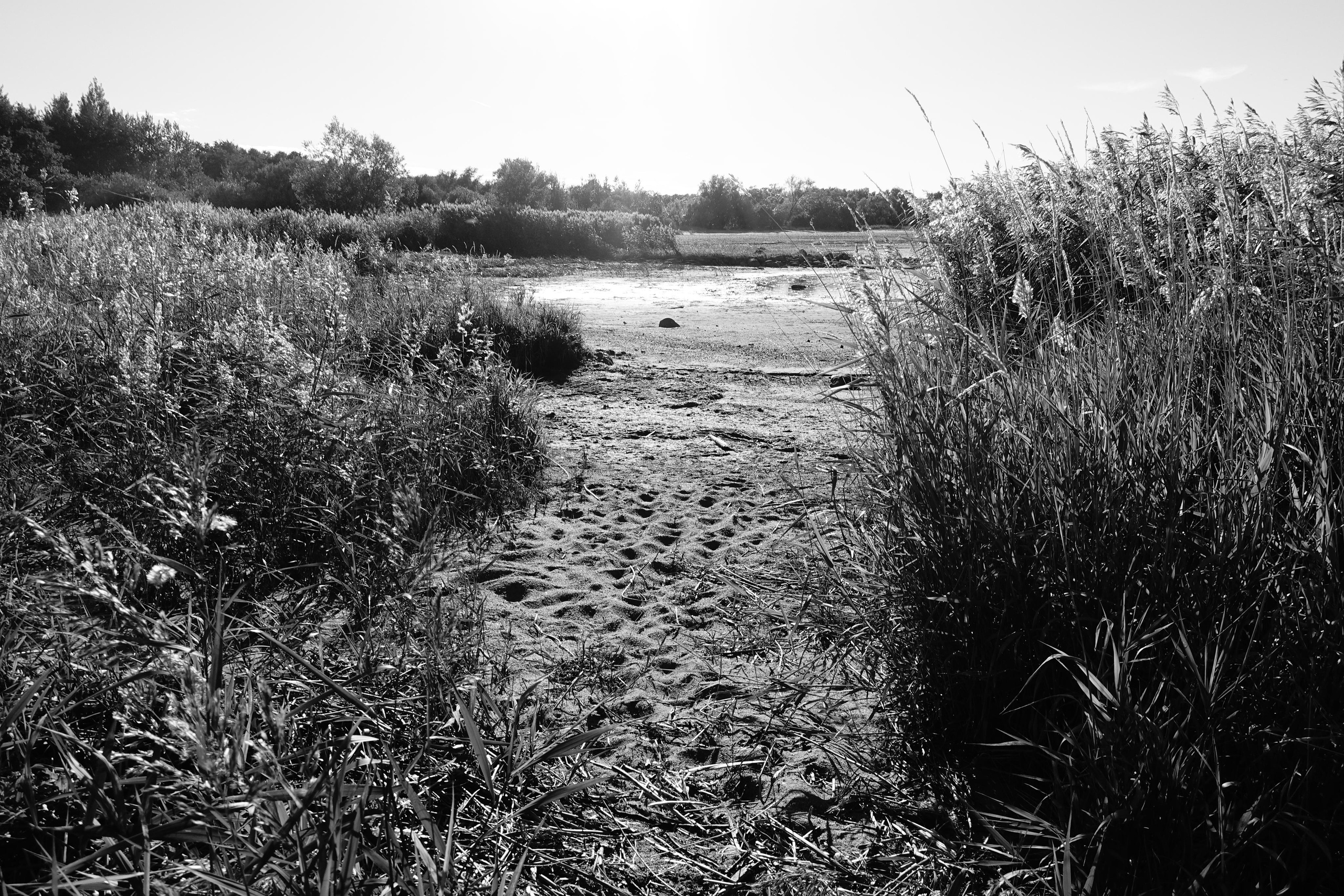 Reeds. Documentary and reportage photographer Dima Babkin