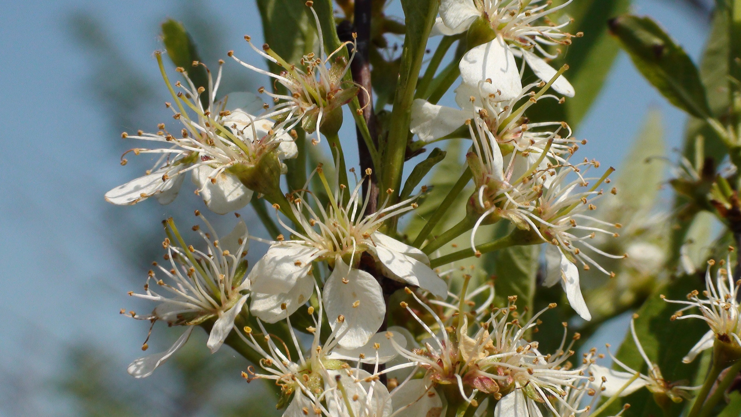 Дача 07.06.2009. Семейный, Свадебный фотограф СПБ Питер— Романова Екатерина